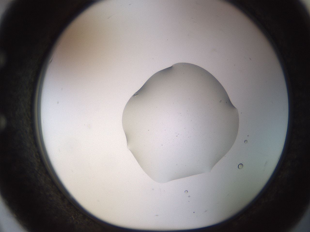 folderID513_plateID1513_batchID5943_wellNum51_profileID1_d1_r95971_ef.jpg