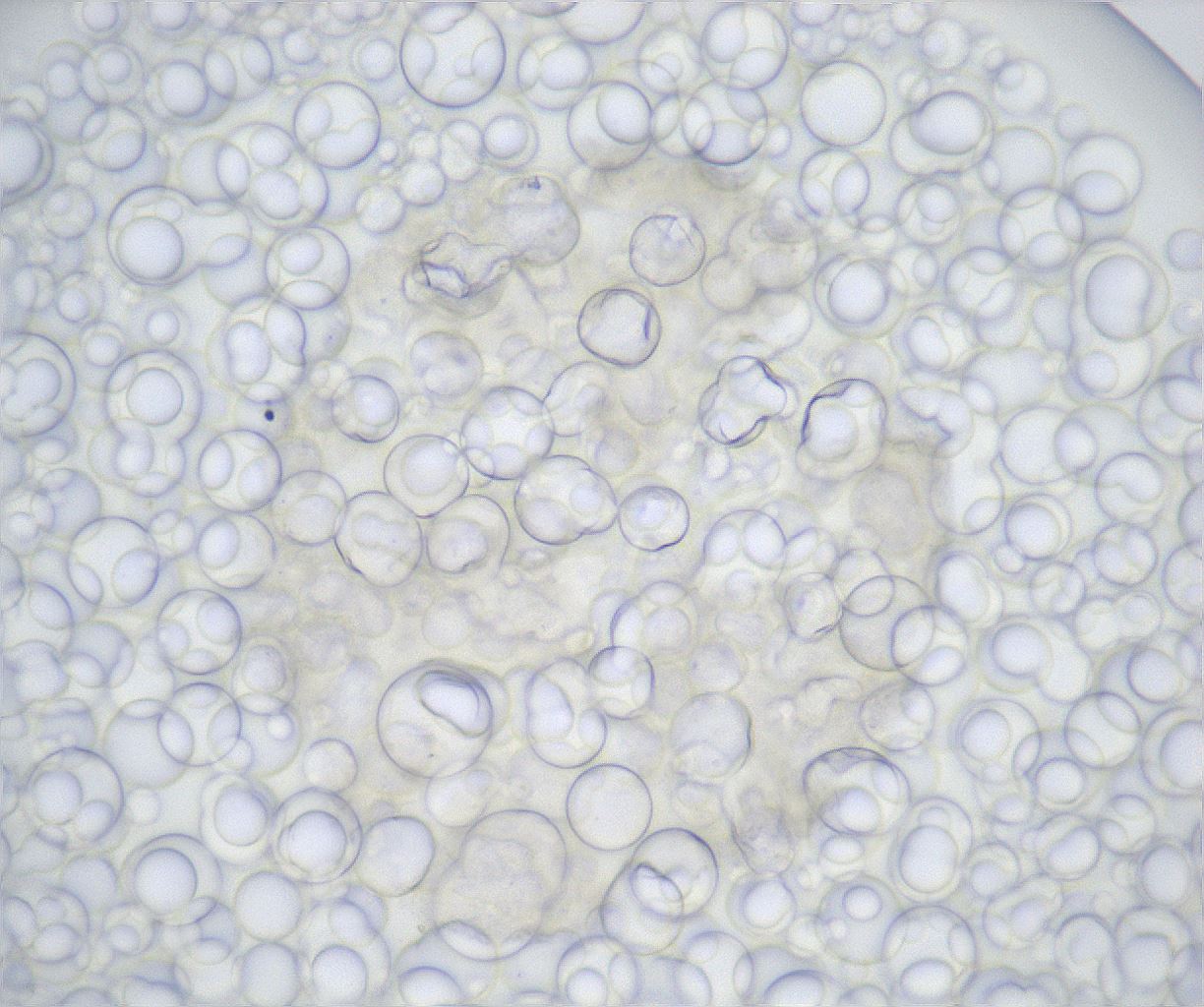 folderID511_plateID2511_batchID12483_wellNum75_profileID1_d1_r190896_ef.jpg