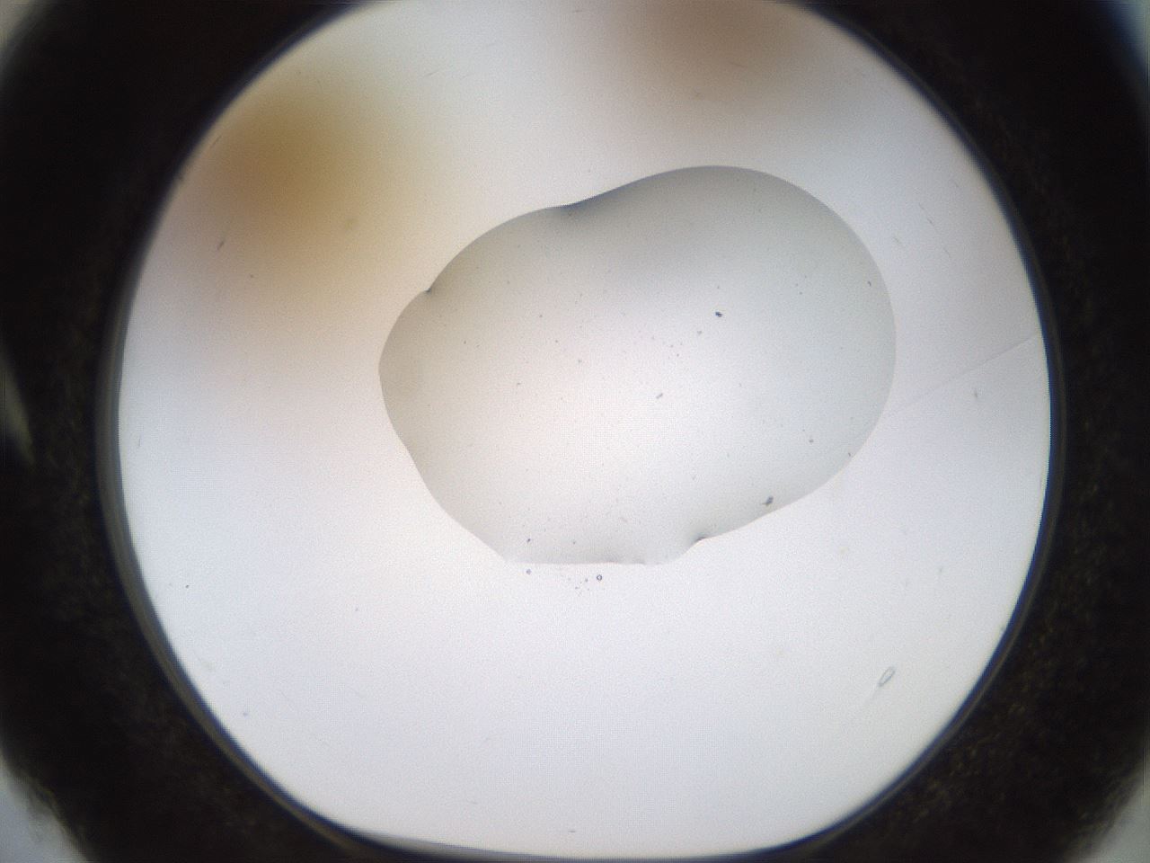 folderID511_plateID1511_batchID5941_wellNum4_profileID1_d1_r95732_ef.jpg