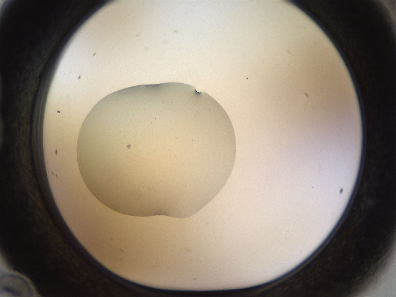 folderID511_plateID1511_batchID5941_wellNum24_profileID1_d1_r95752_ef.jpg