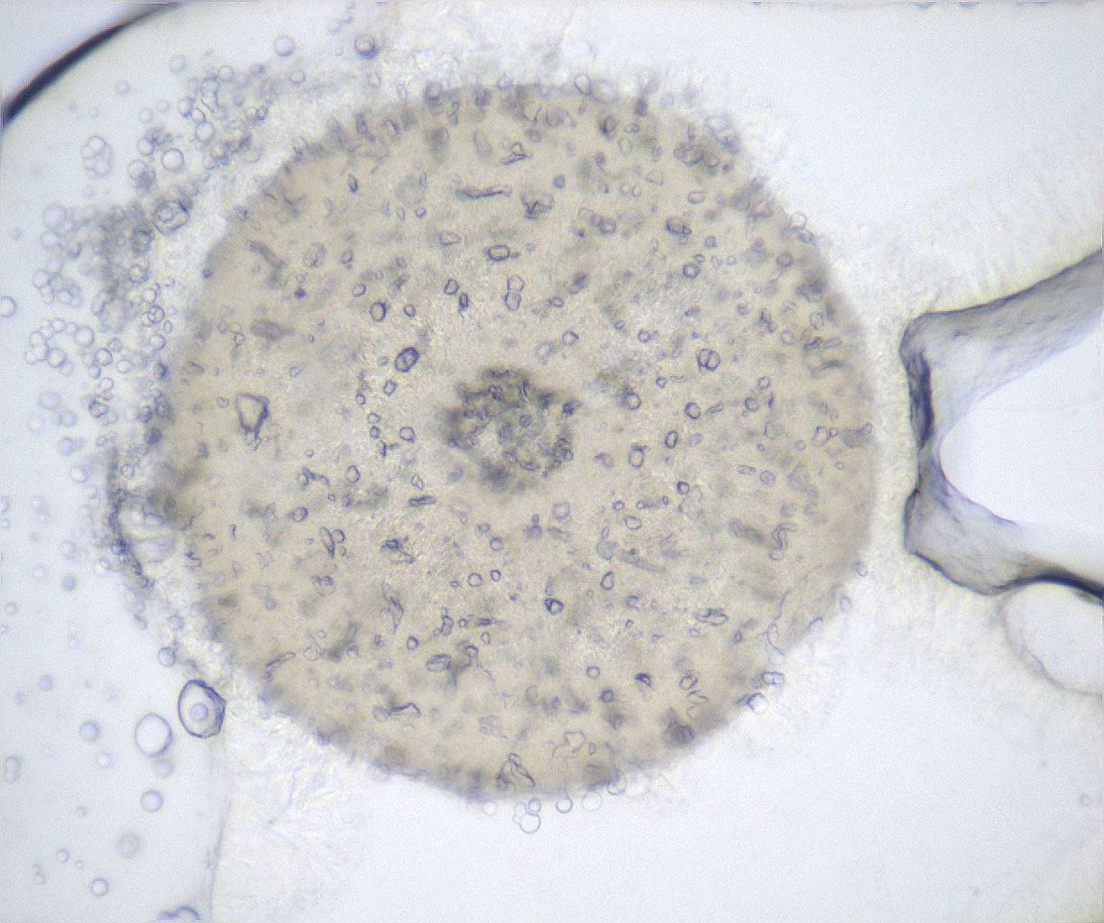 folderID511_plateID2511_batchID12483_wellNum23_profileID1_d1_r190792_ef.jpg