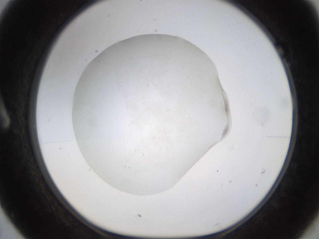 folderID521_plateID1521_batchID5990_wellNum7_profileID1_d1_r97559_ef.jpg