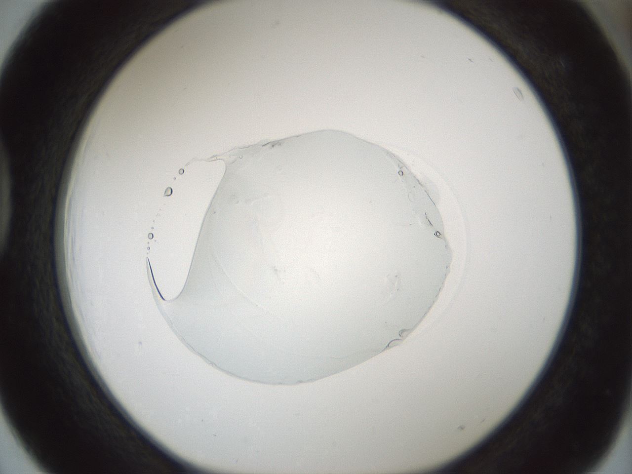 folderID522_plateID1522_batchID6126_wellNum39_profileID1_d1_r97783_ef.jpg
