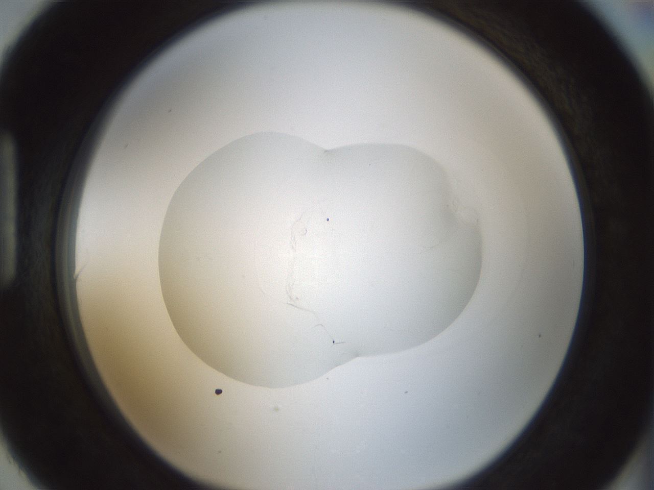 folderID522_plateID1522_batchID6126_wellNum90_profileID1_d1_r97834_ef.jpg