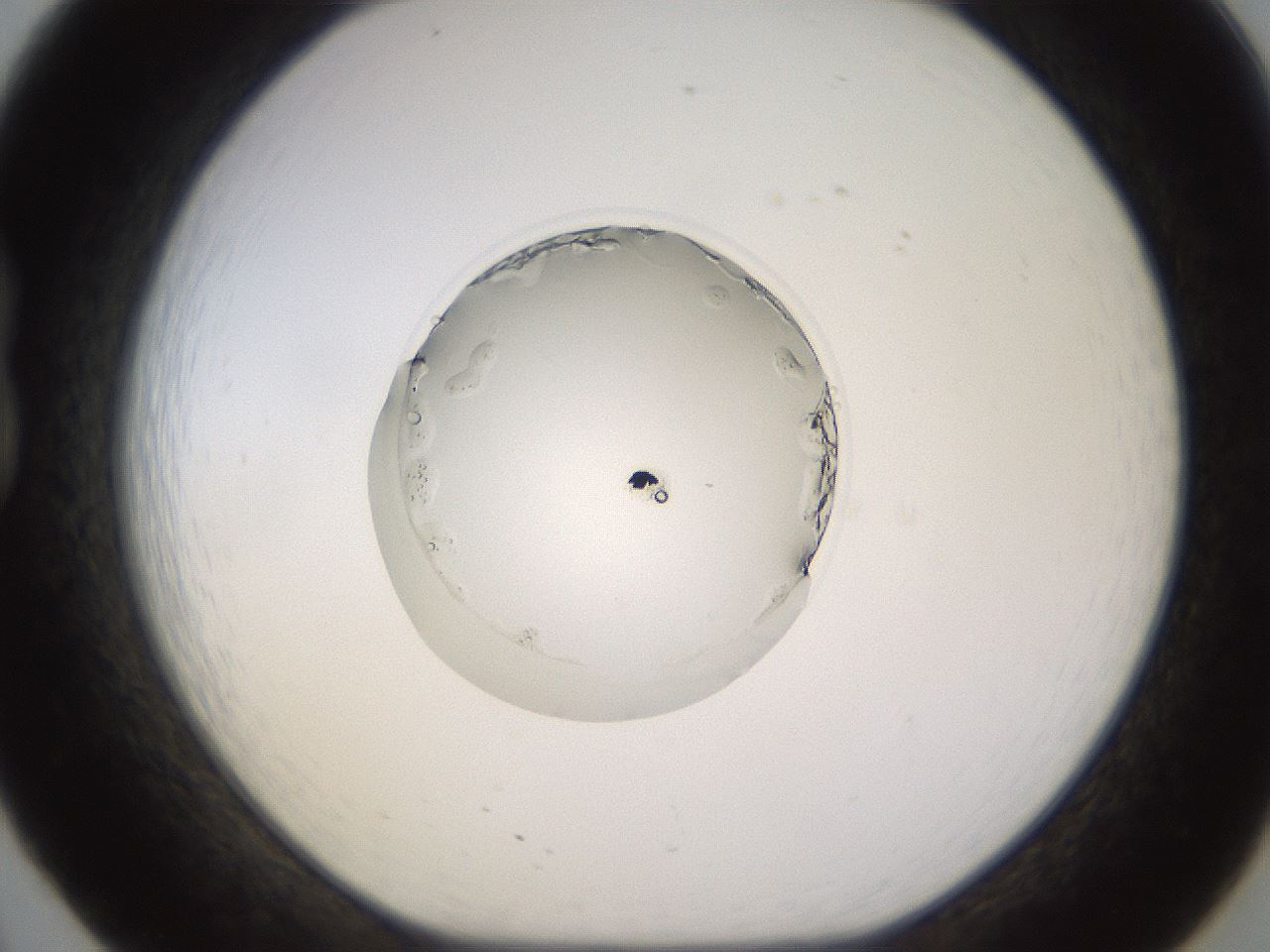 folderID523_plateID1523_batchID6125_wellNum20_profileID1_d1_r97668_ef.jpg