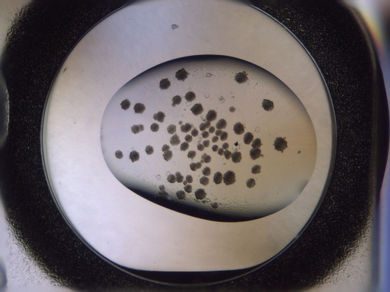 03c5_D8_ImagerDefaults_6.jpg