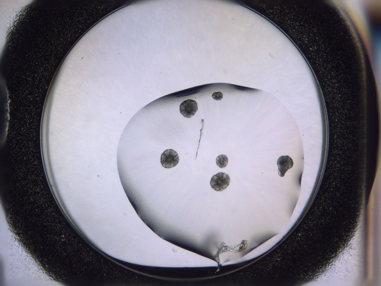 03c5_D4_ImagerDefaults_6.jpg