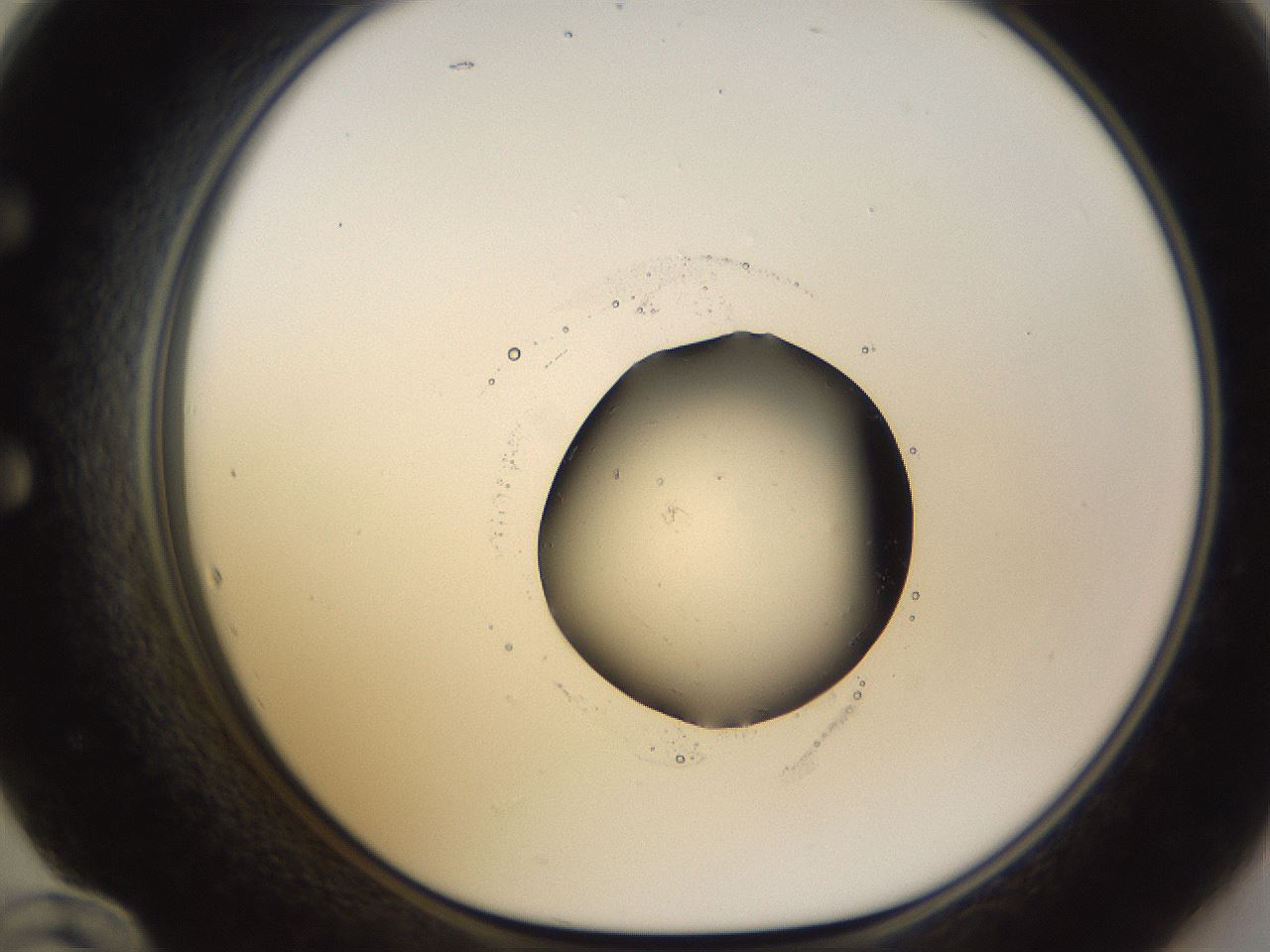 folderID525_plateID1525_batchID6148_wellNum60_profileID1_d1_r98151_ef.jpg