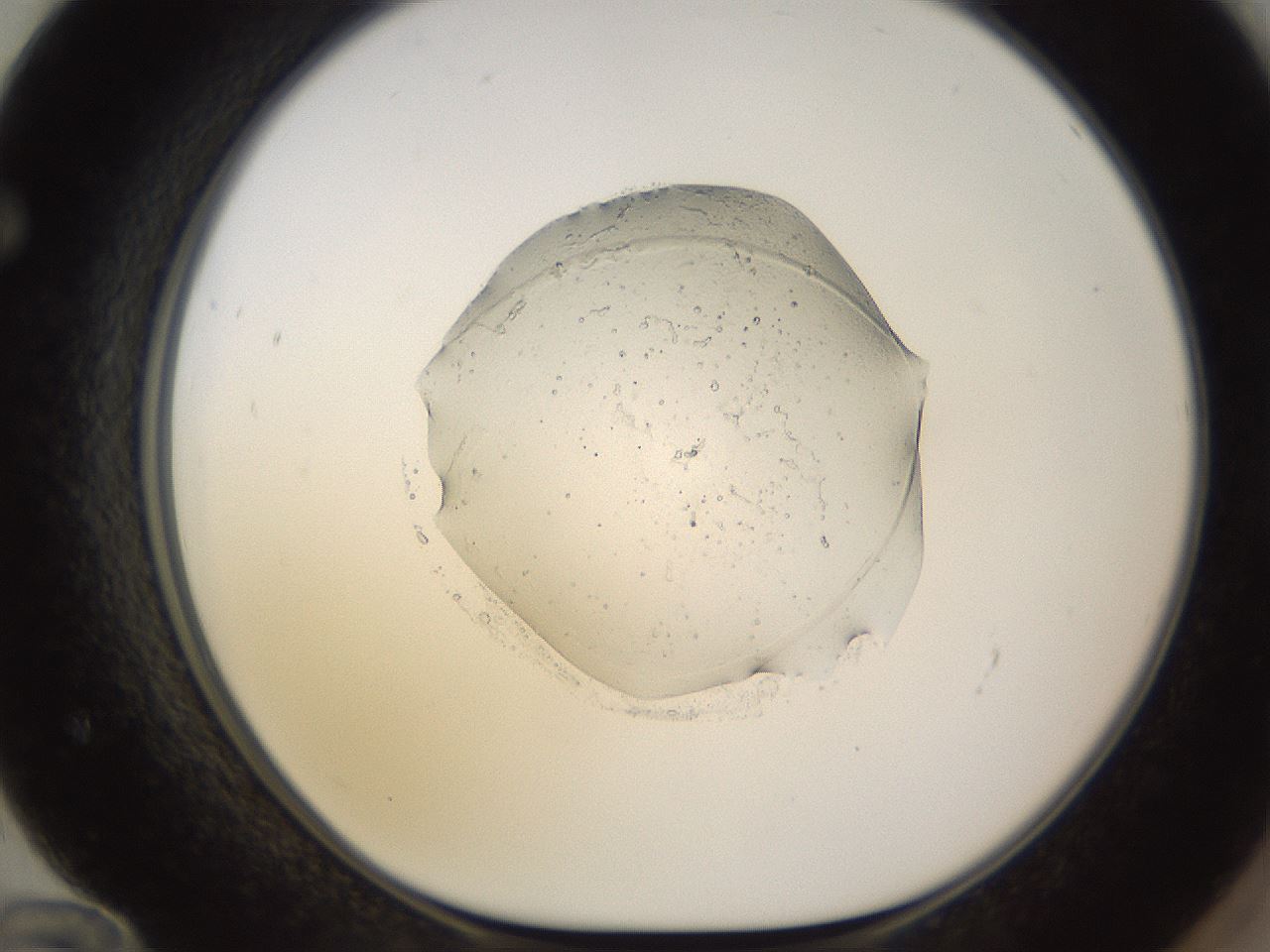 folderID525_plateID1525_batchID6148_wellNum72_profileID1_d1_r98175_ef.jpg