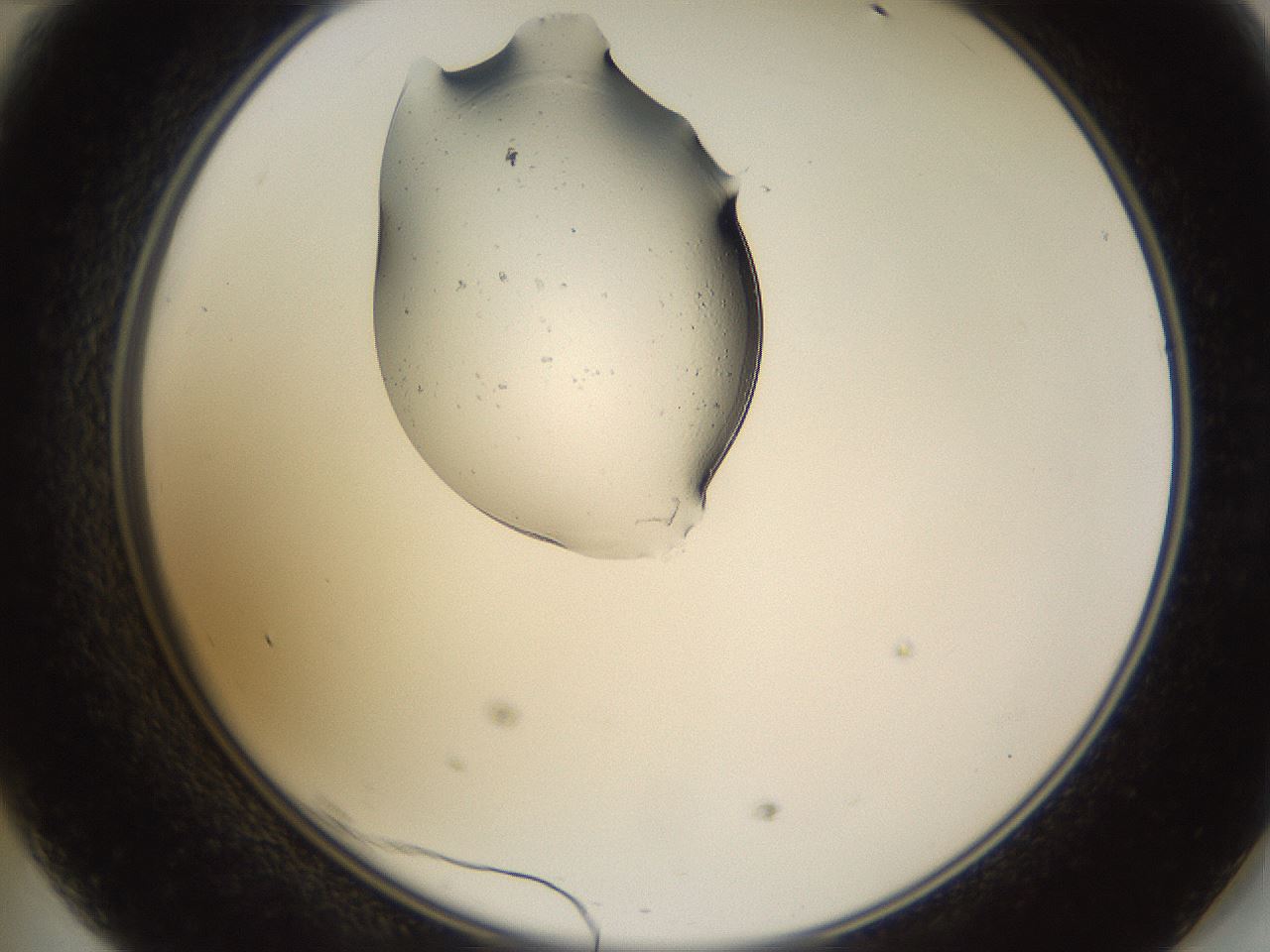 folderID527_plateID1527_batchID6154_wellNum47_profileID1_d2_r98318_ef.jpg