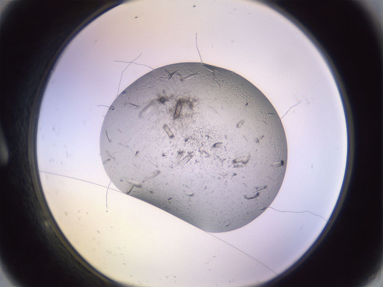 folderID528_plateID1528_batchID6249_wellNum9_profileID1_d1_r98473_ef.jpg