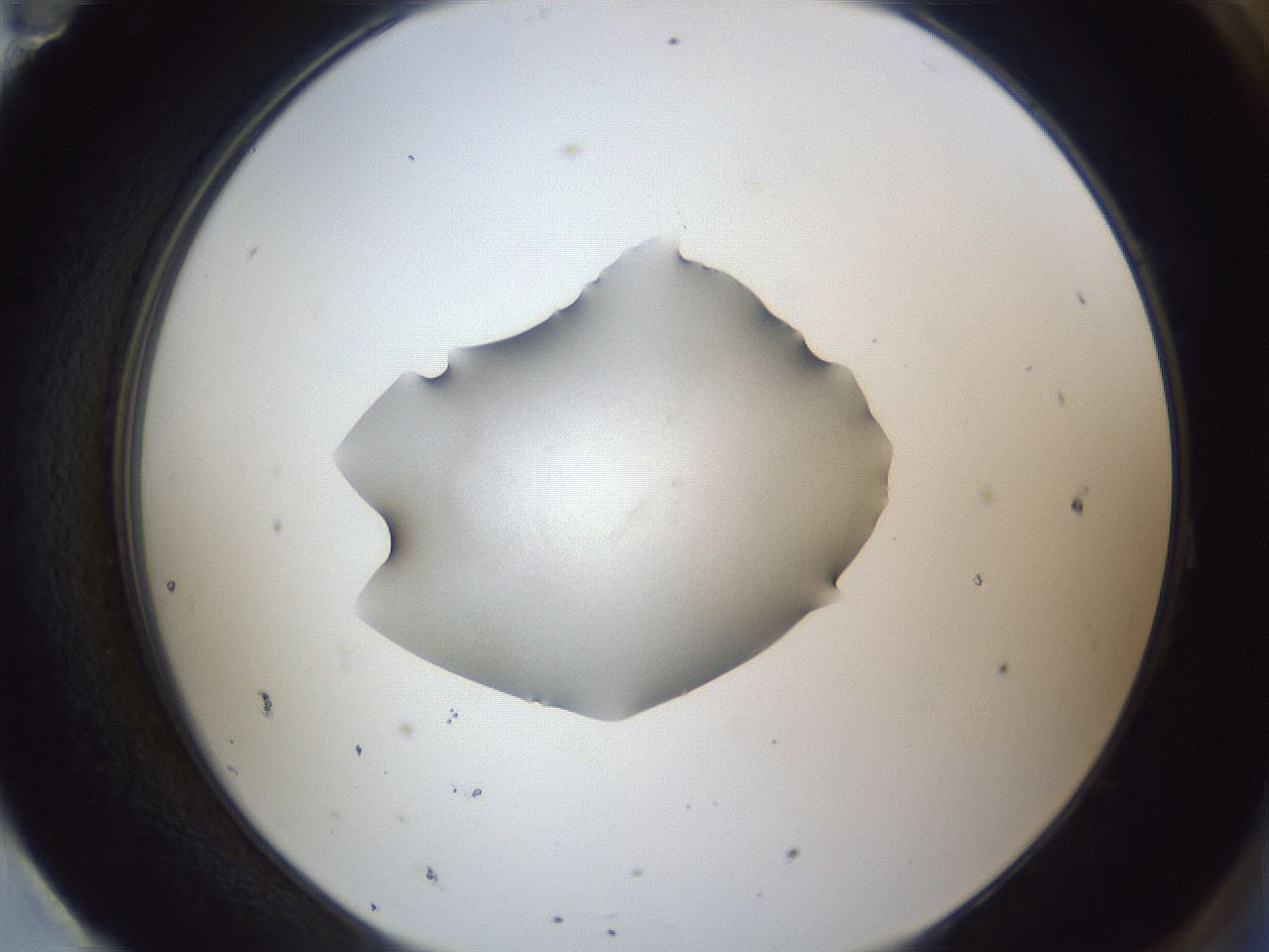 folderID52_plateID1052_batchID2254_wellNum95_profileID1_d2_r47694_ef.jpg