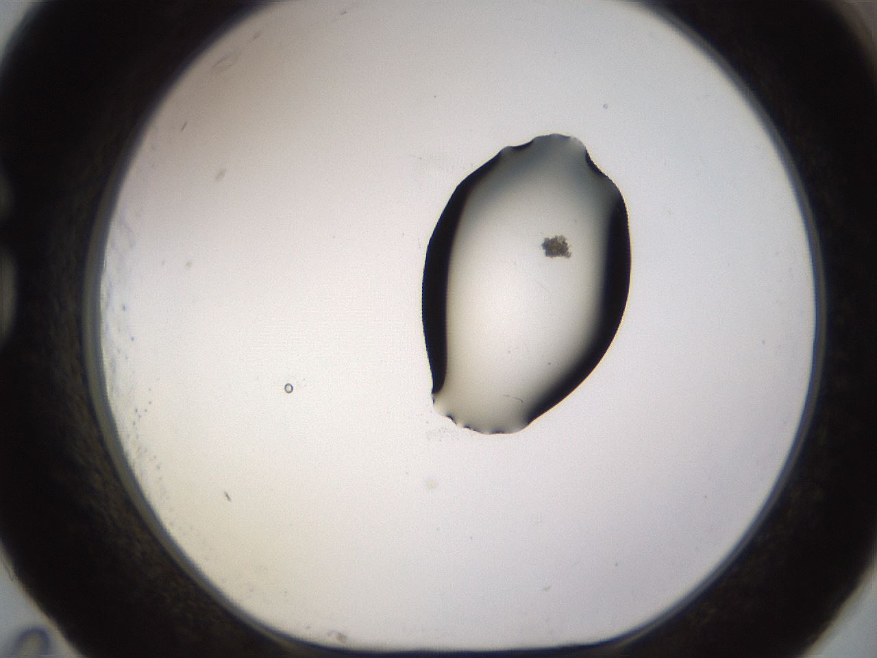folderID531_plateID1531_batchID6233_wellNum83_profileID1_d1_r98931_ef.jpg
