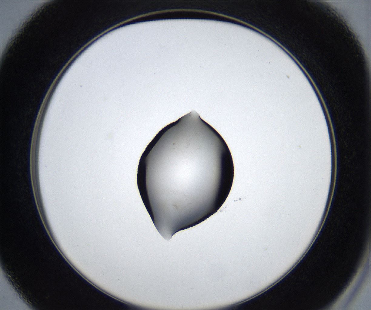 folderID533_plateID2533_batchID12498_wellNum37_profileID1_d2_r191405_ef.jpg