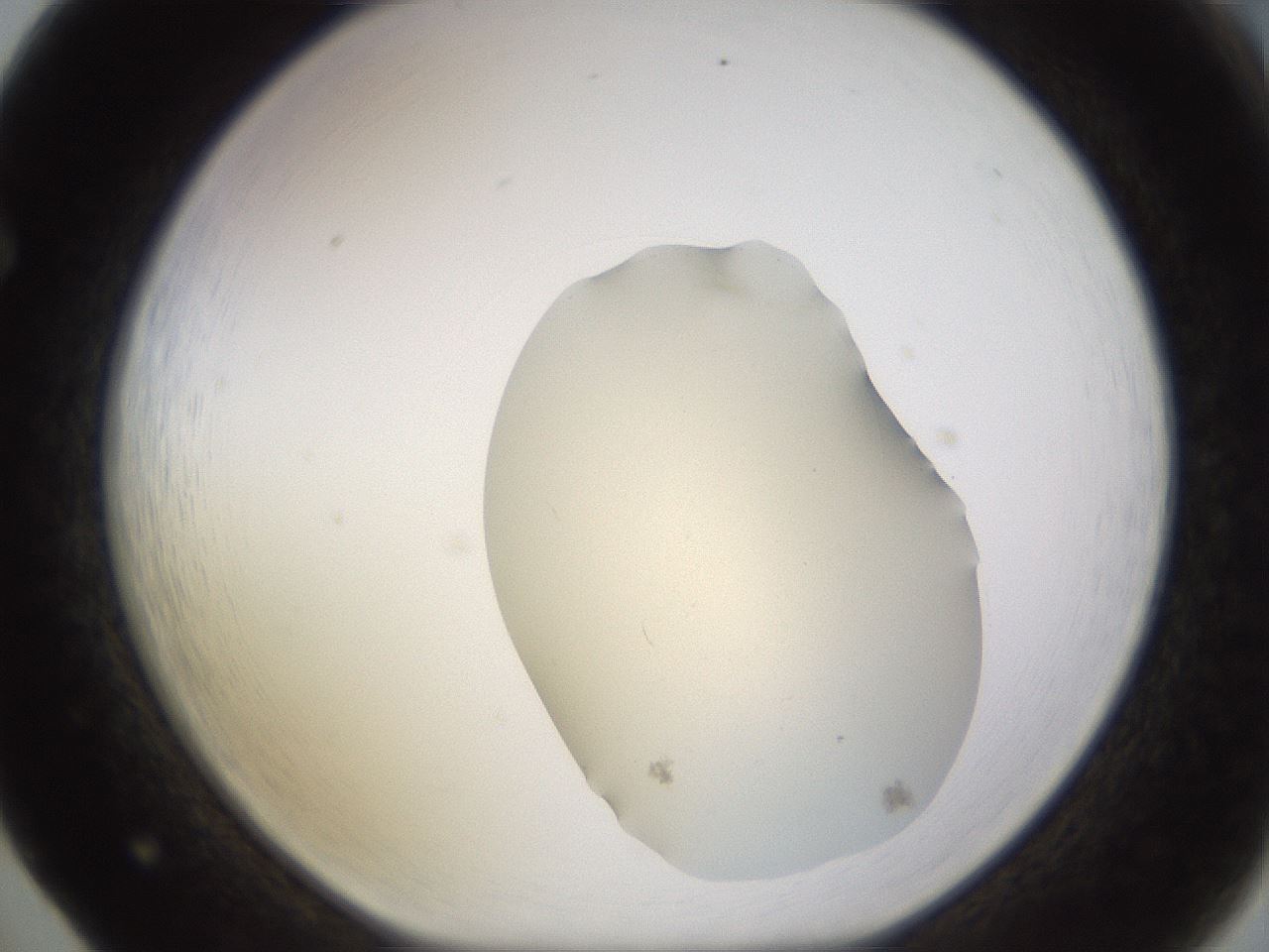 folderID534_plateID1534_batchID6235_wellNum65_profileID1_d1_r99105_ef.jpg