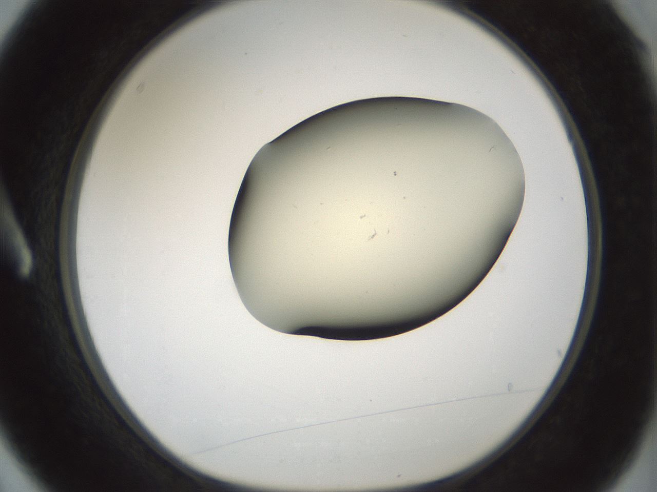 folderID536_plateID1536_batchID6248_wellNum3_profileID1_d1_r99532_ef.jpg