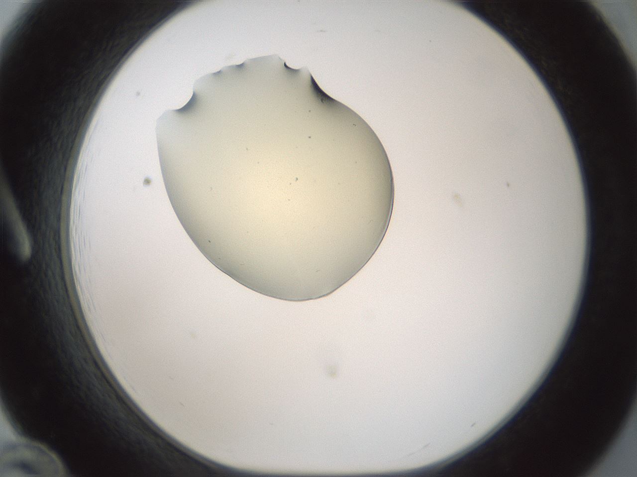 folderID537_plateID1537_batchID6250_wellNum12_profileID1_d1_r99637_ef.jpg