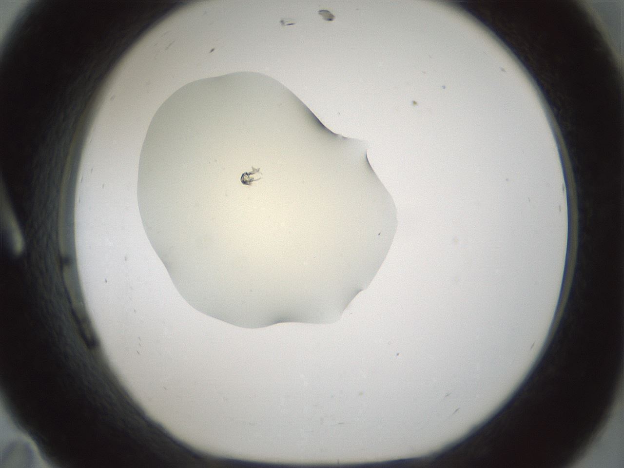folderID538_plateID1538_batchID6245_wellNum11_profileID1_d1_r99252_ef.jpg