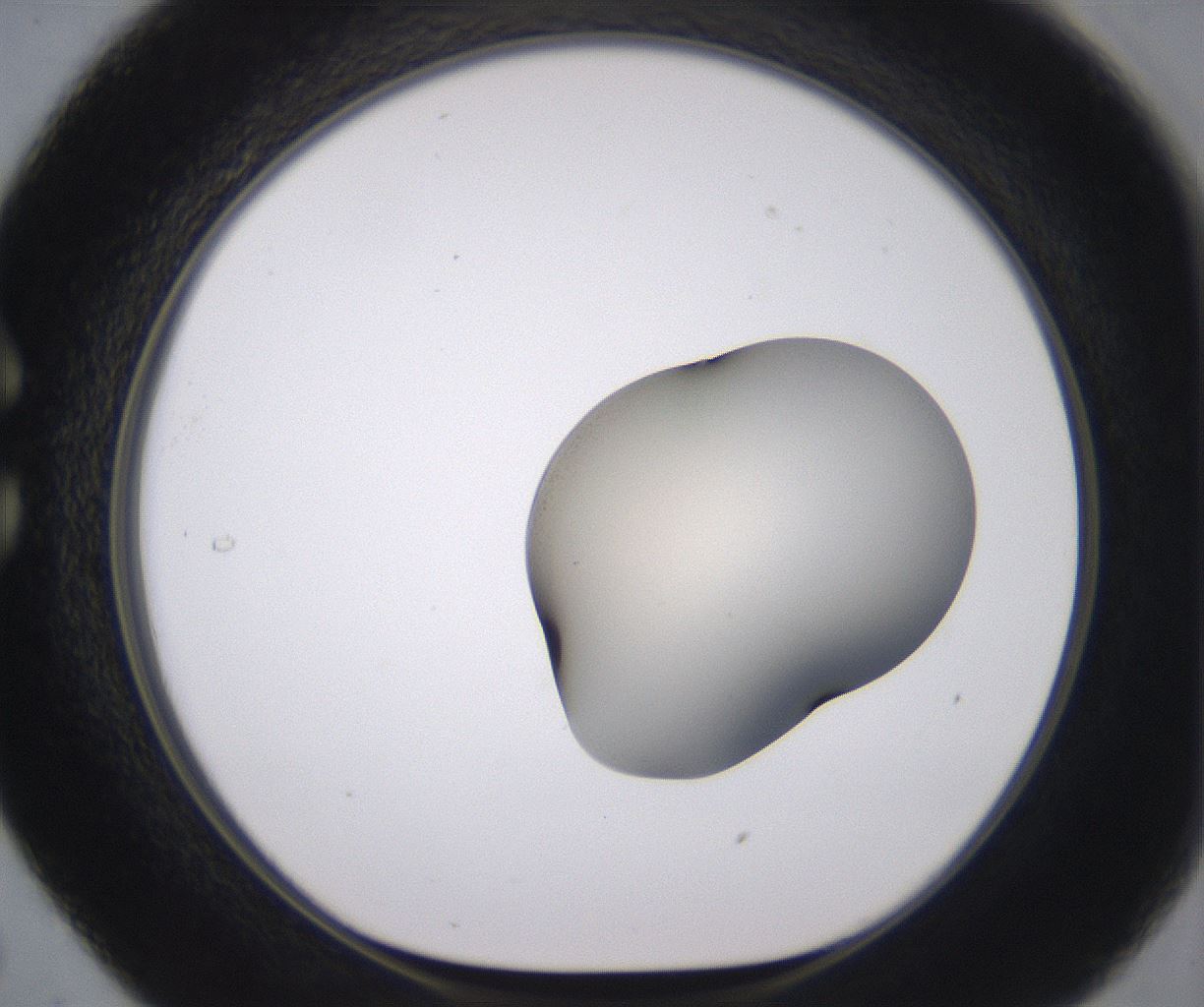 folderID538_plateID2538_batchID12513_wellNum29_profileID1_d1_r193500_ef.jpg