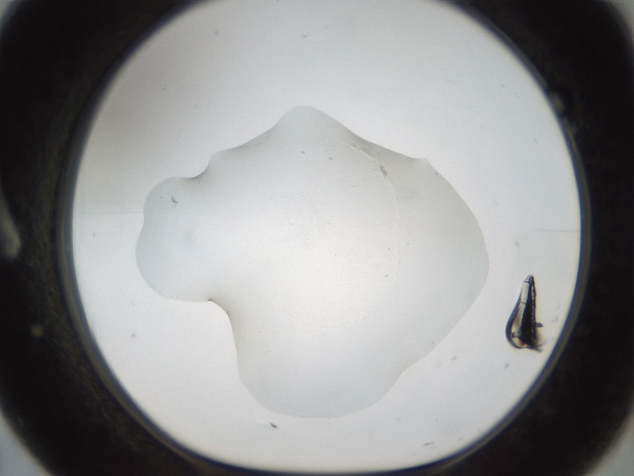 folderID53_plateID1053_batchID2251_wellNum7_profileID1_d1_r47319_ef.jpg