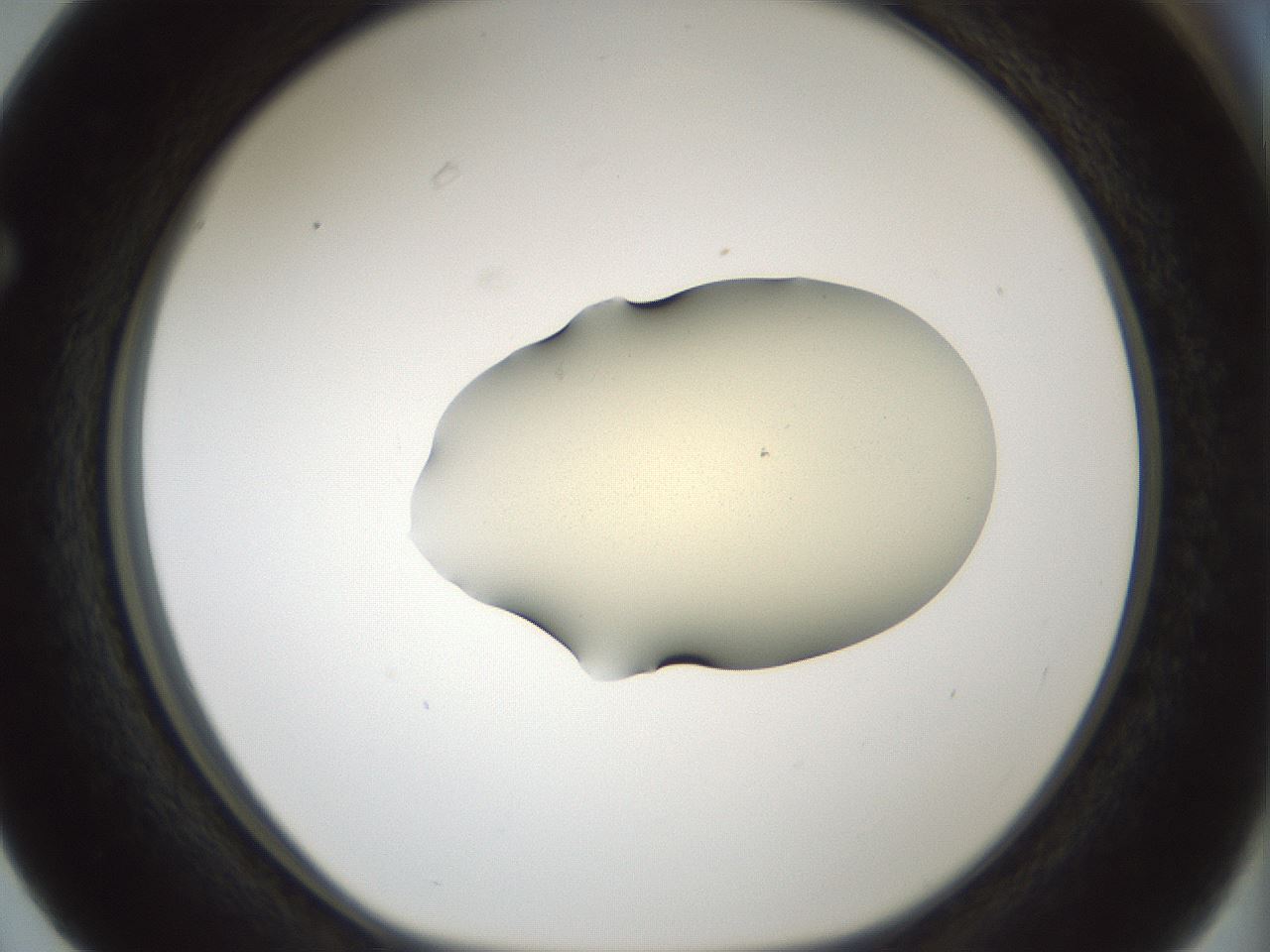 folderID540_plateID1540_batchID6246_wellNum63_profileID1_d1_r99400_ef.jpg