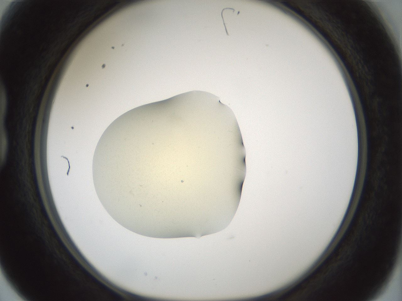 folderID541_plateID1541_batchID6247_wellNum15_profileID1_d1_r99448_ef.jpg