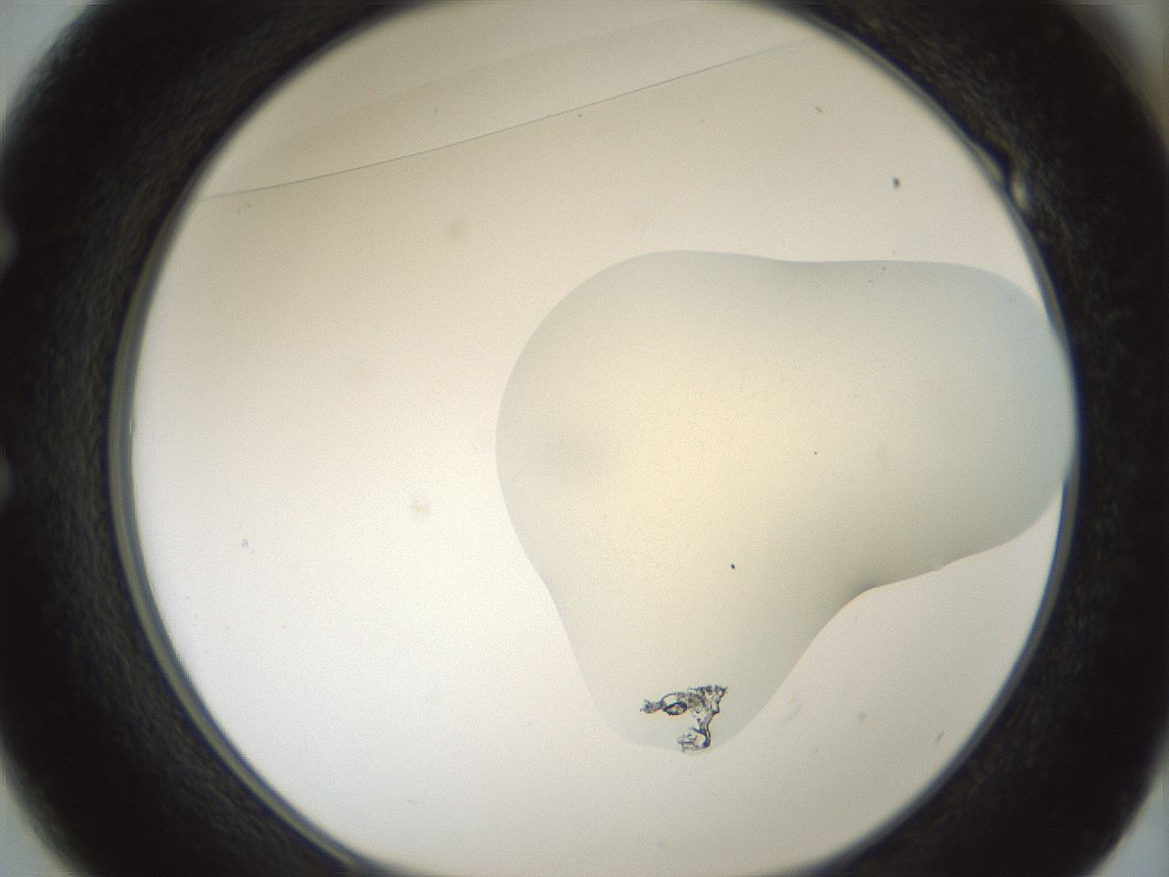 folderID541_plateID1541_batchID6247_wellNum49_profileID1_d1_r99482_ef.jpg