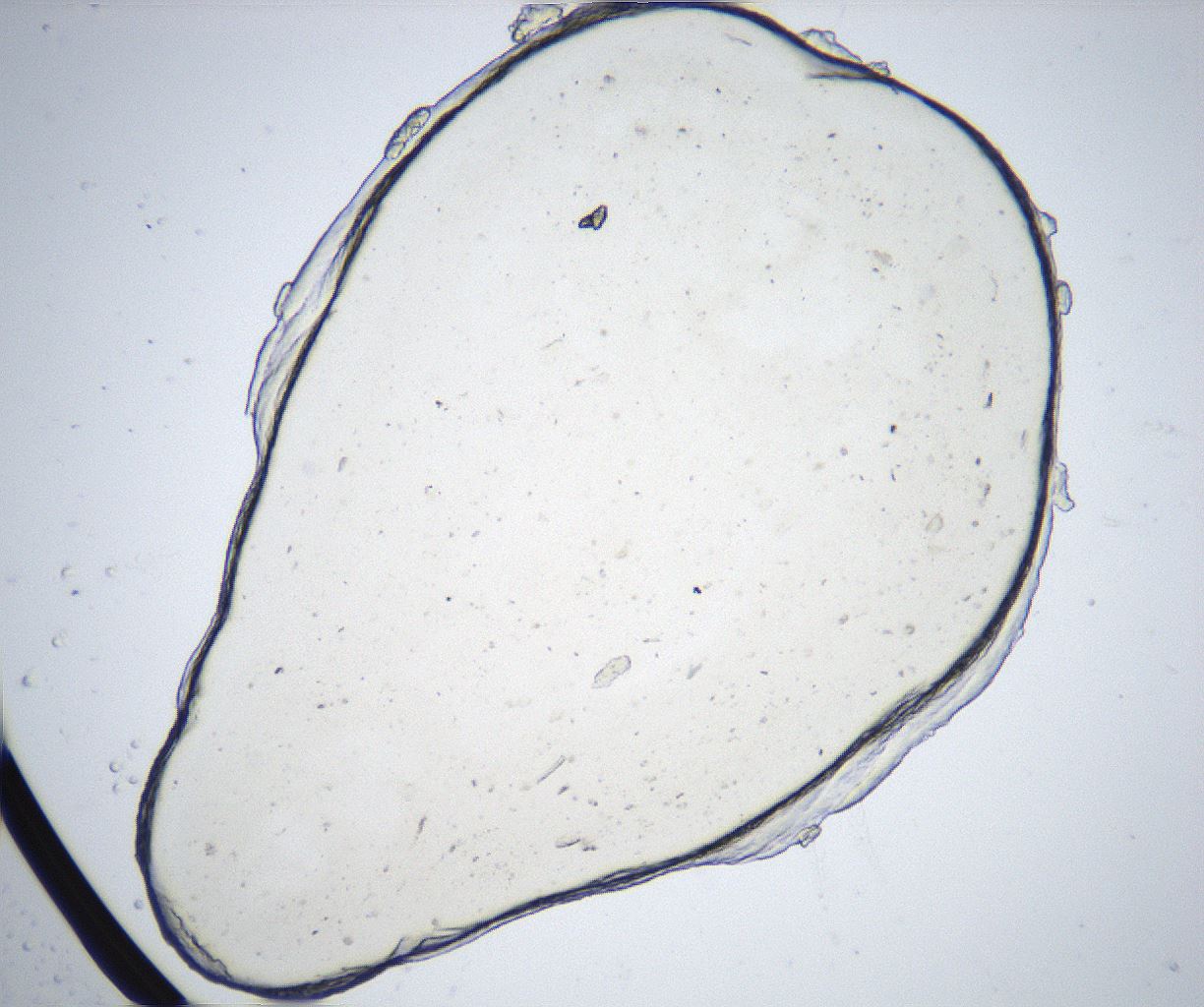 folderID541_plateID2541_batchID12508_wellNum55_profileID1_d1_r192592_ef.jpg