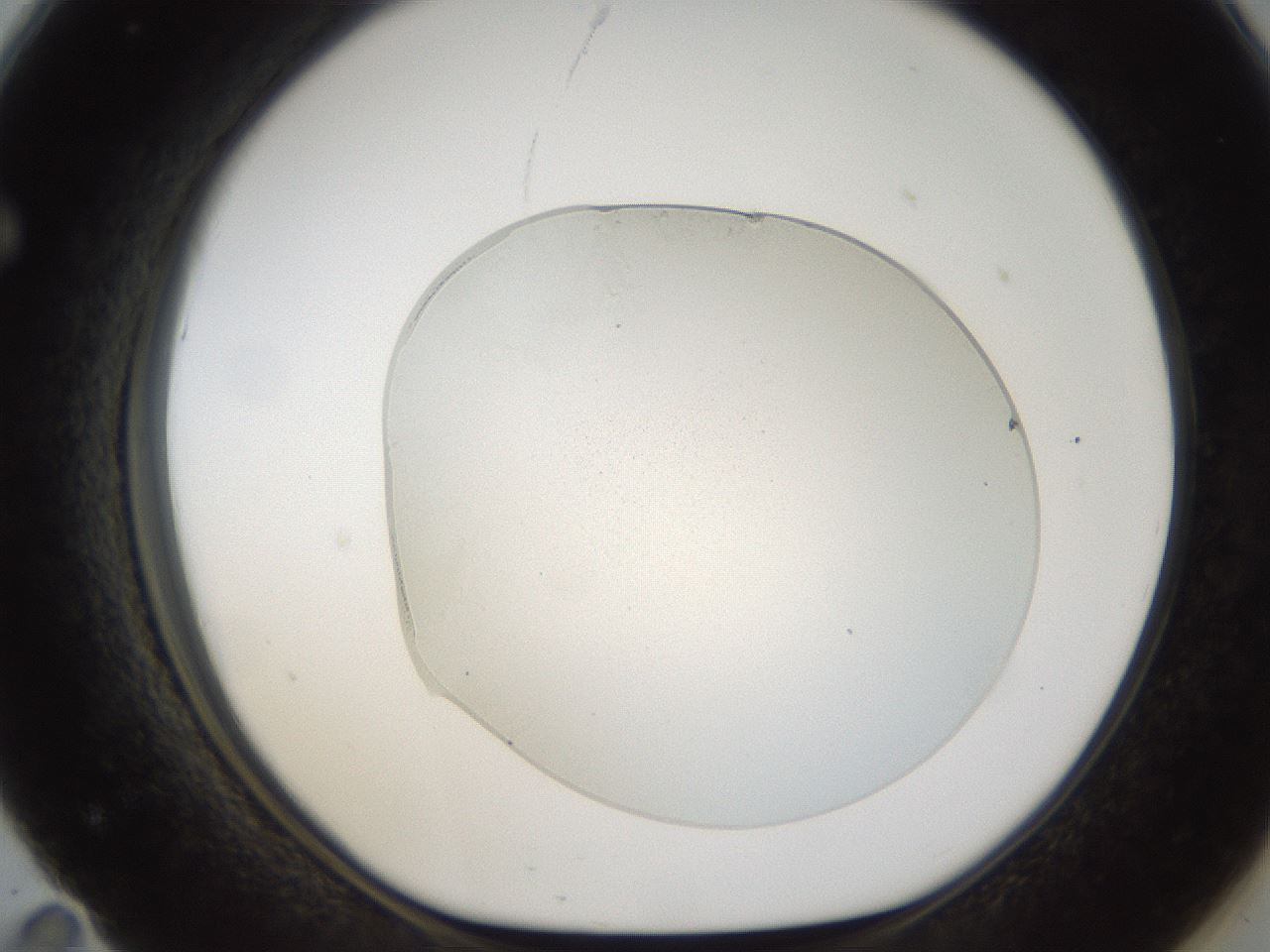folderID54_plateID1054_batchID2252_wellNum71_profileID1_d1_r47479_ef.jpg