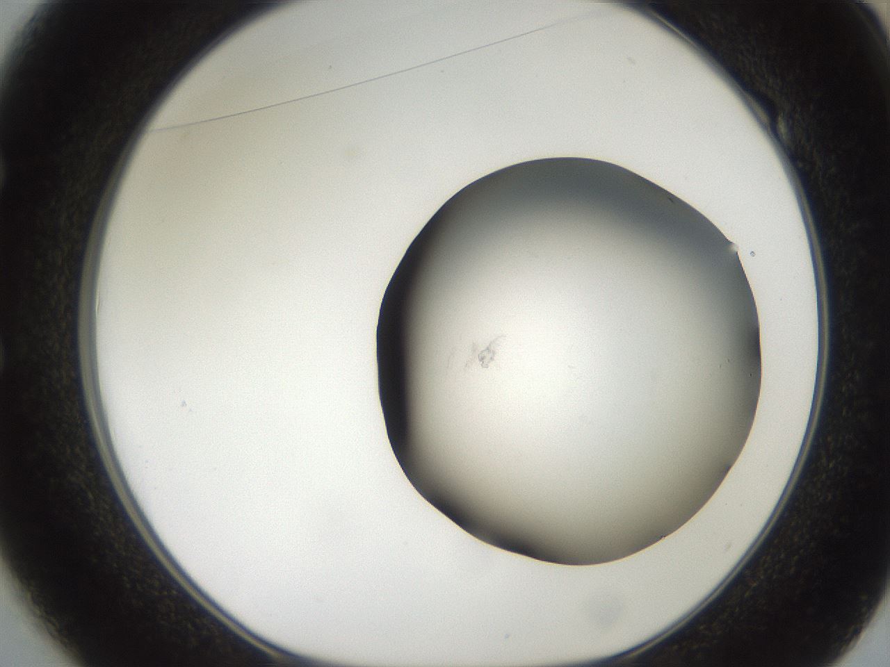 folderID555_plateID2555_batchID12621_wellNum49_profileID1_d1_r194887_ef.jpg