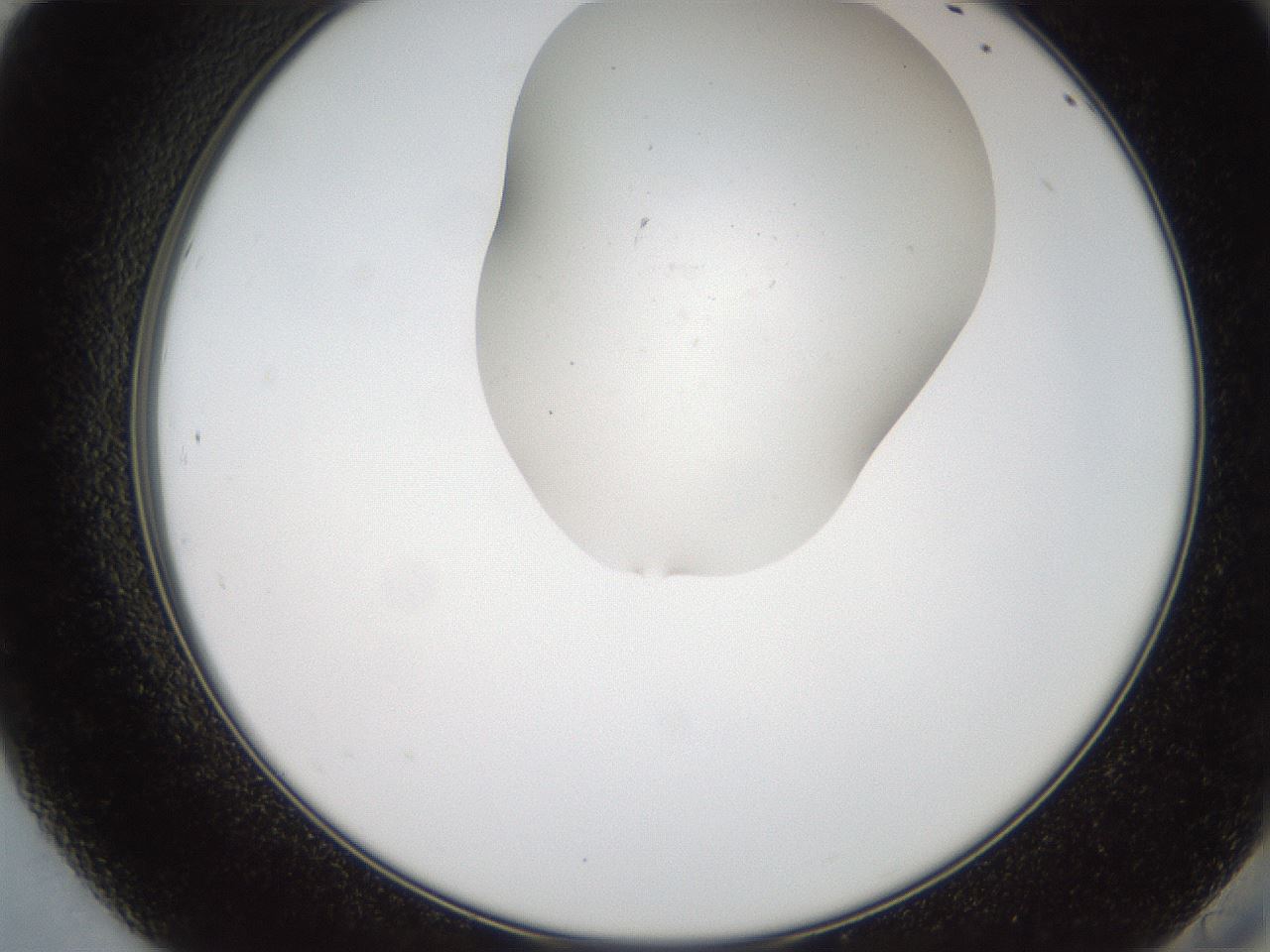 folderID555_plateID2555_batchID12621_wellNum84_profileID1_d2_r194958_ef.jpg