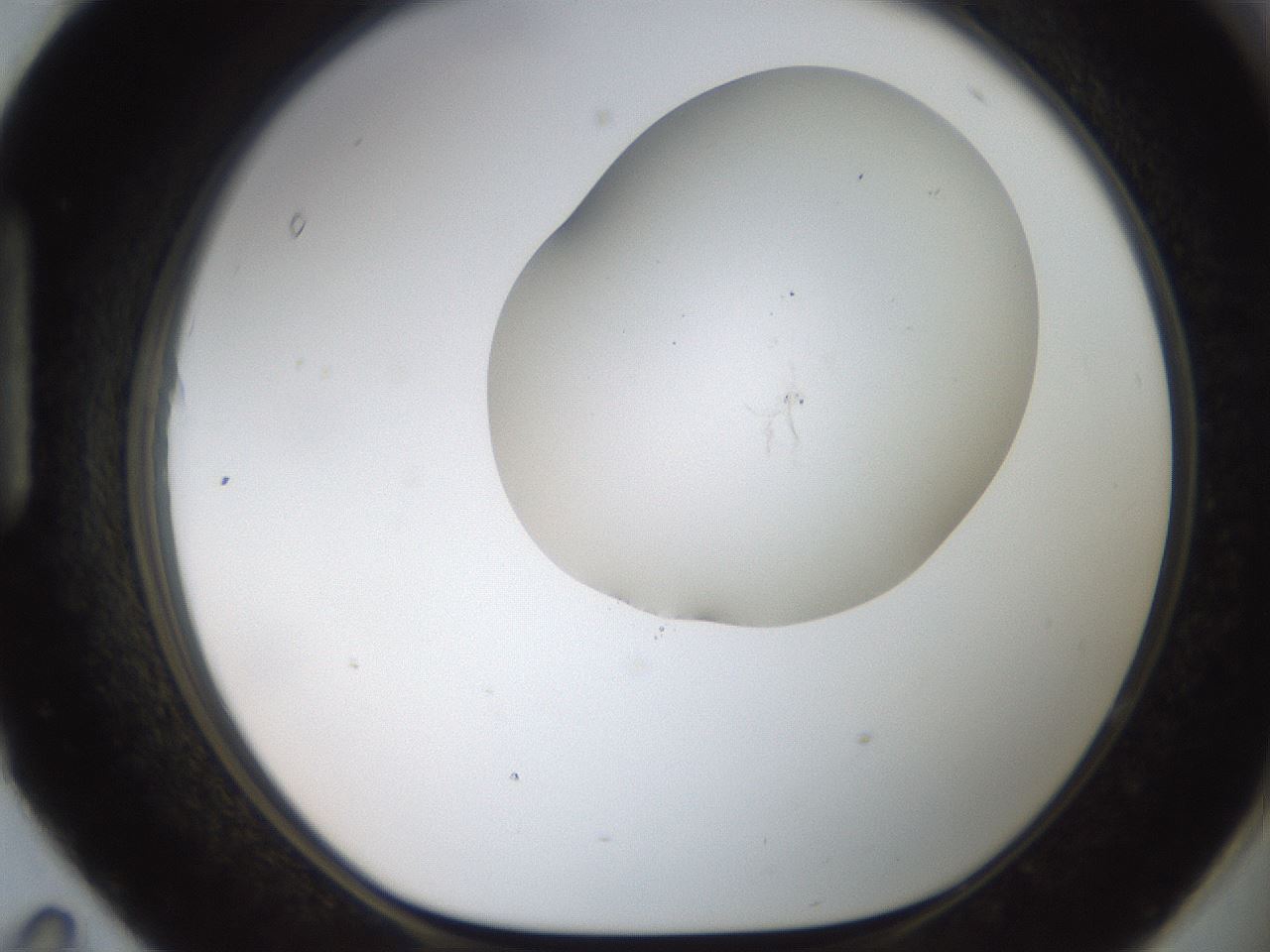 folderID555_plateID2555_batchID12621_wellNum95_profileID1_d1_r194979_ef.jpg
