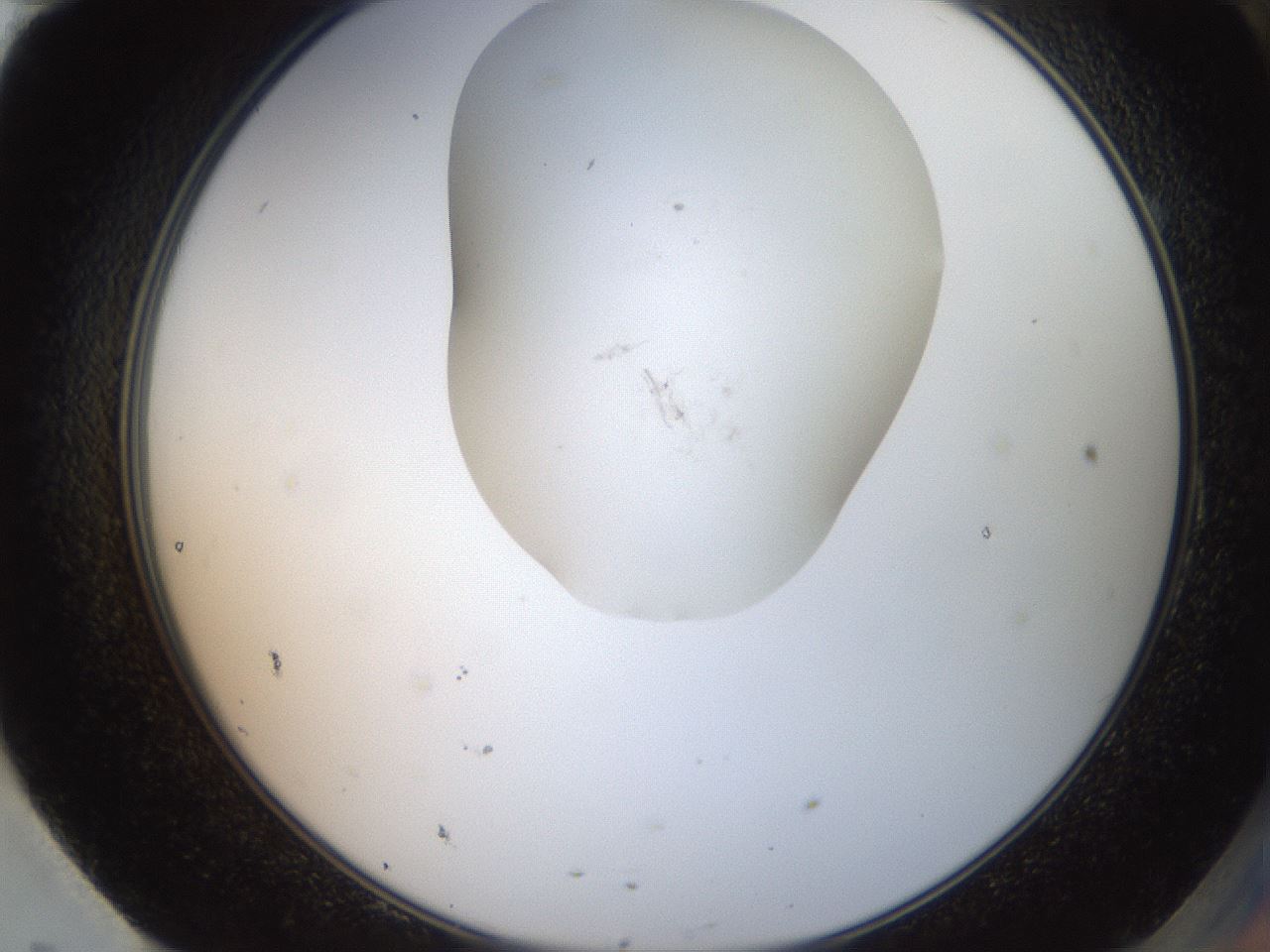 folderID555_plateID2555_batchID12621_wellNum95_profileID1_d2_r194980_ef.jpg