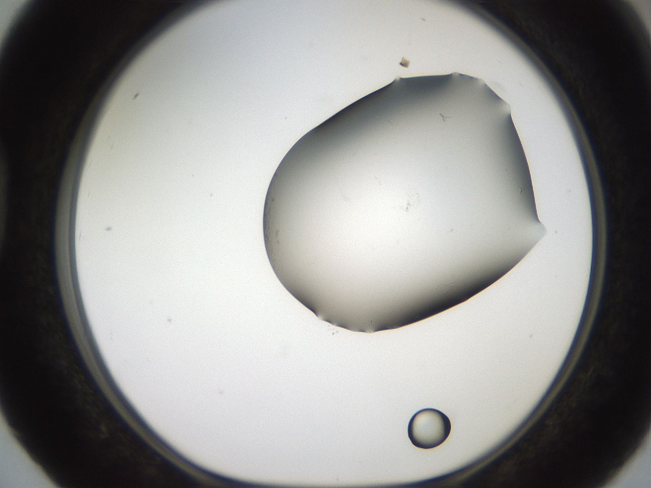 folderID561_plateID2561_batchID12867_wellNum40_profileID1_d1_r195735_ef.jpg