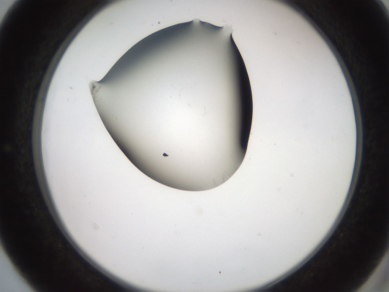 folderID561_plateID2561_batchID12867_wellNum40_profileID1_d2_r195736_ef.jpg