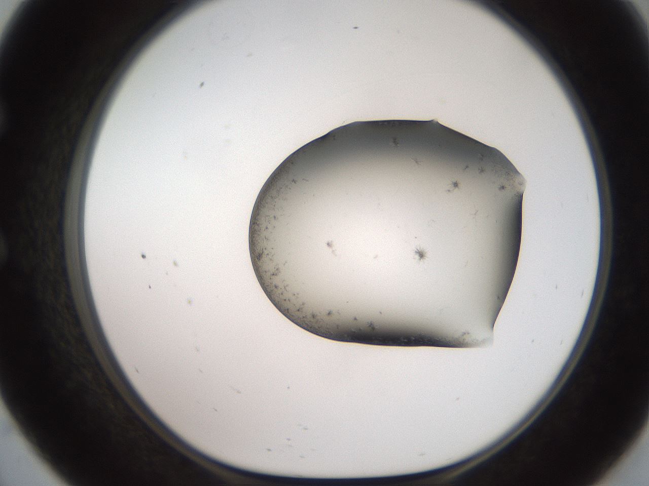 folderID561_plateID2561_batchID12867_wellNum57_profileID1_d1_r195769_ef.jpg