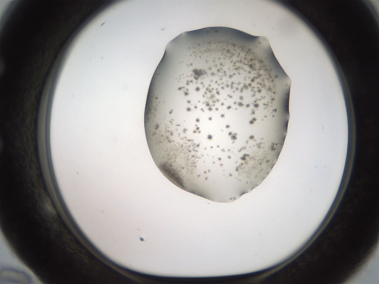 folderID561_plateID2561_batchID12867_wellNum58_profileID1_d1_r195771_ef.jpg