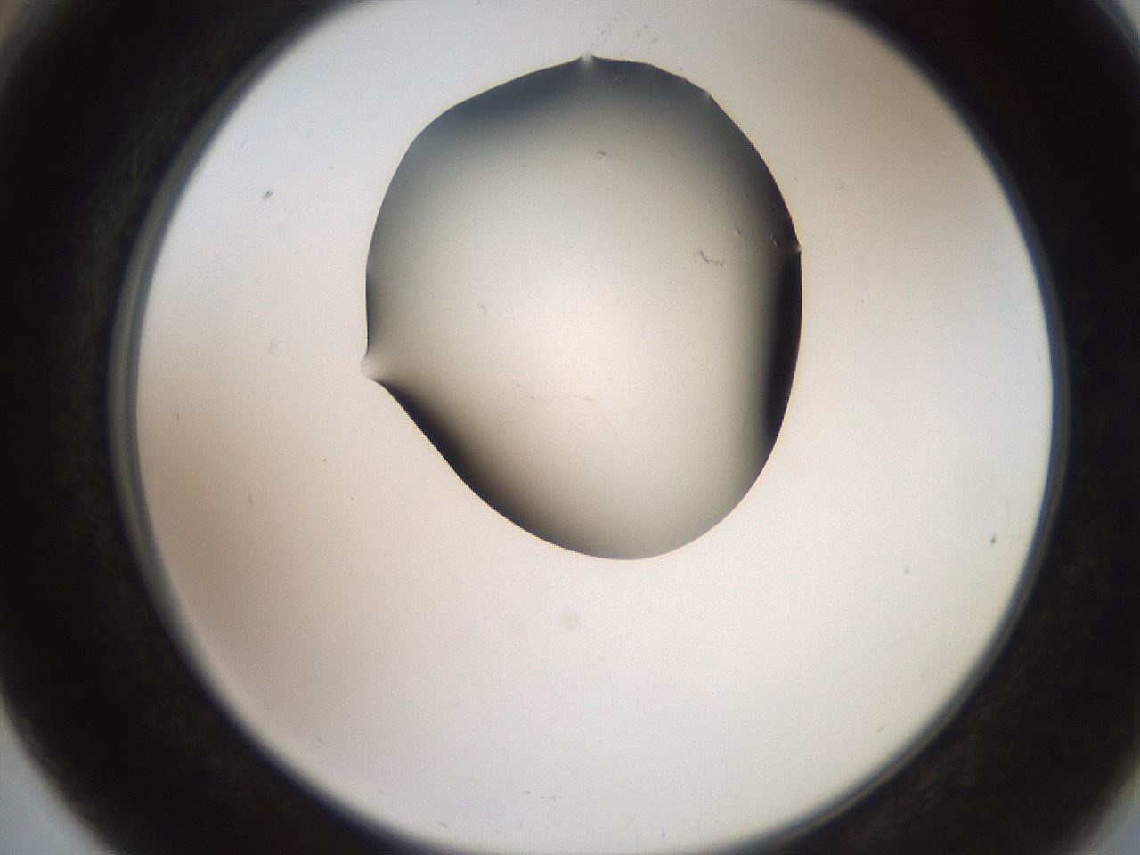 folderID561_plateID2561_batchID12867_wellNum66_profileID1_d2_r195788_ef.jpg