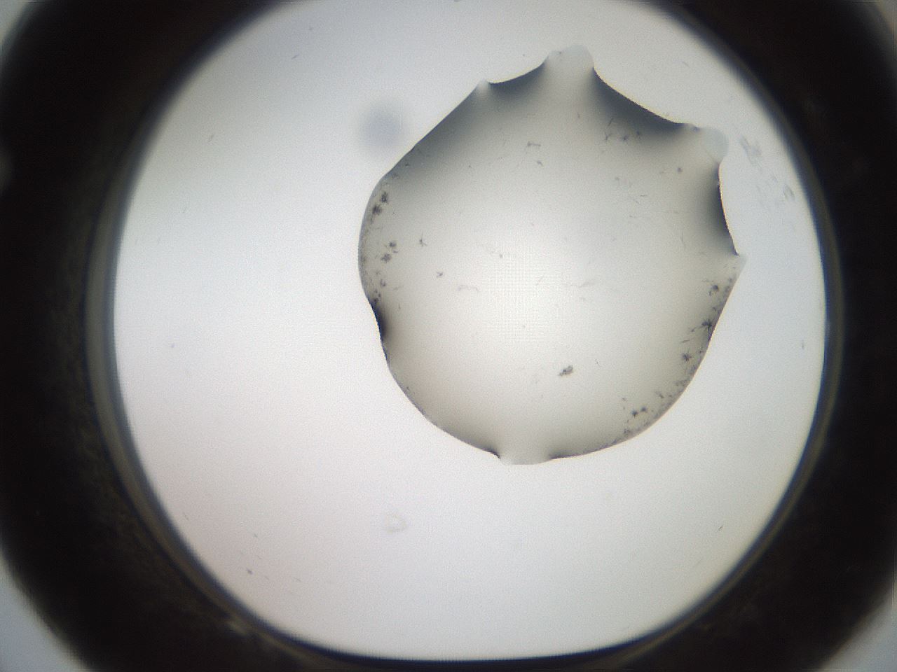 folderID561_plateID2561_batchID12867_wellNum68_profileID1_d1_r195791_ef.jpg