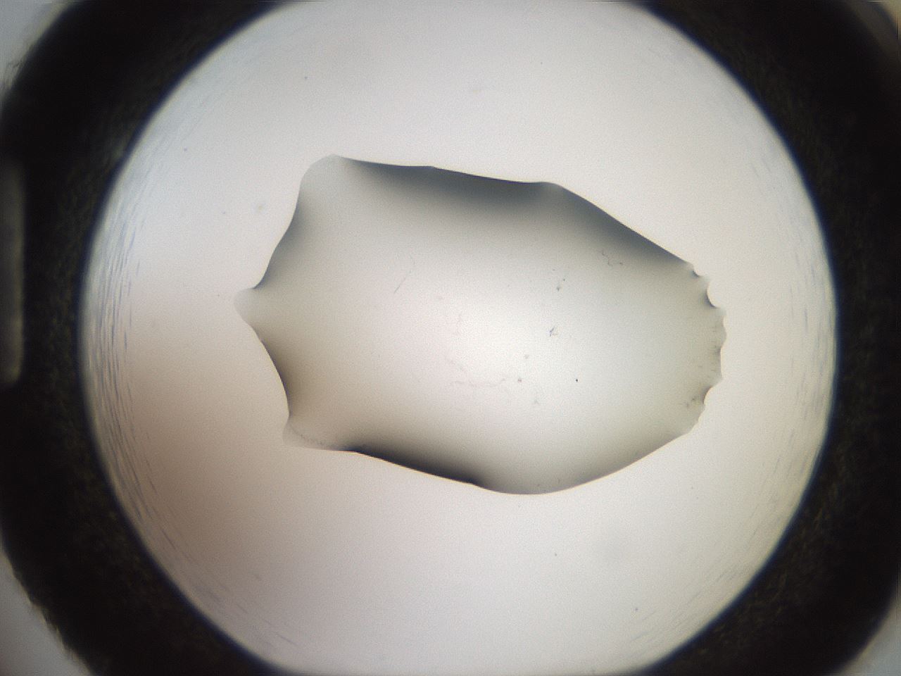 folderID561_plateID2561_batchID12867_wellNum86_profileID1_d1_r195827_ef.jpg