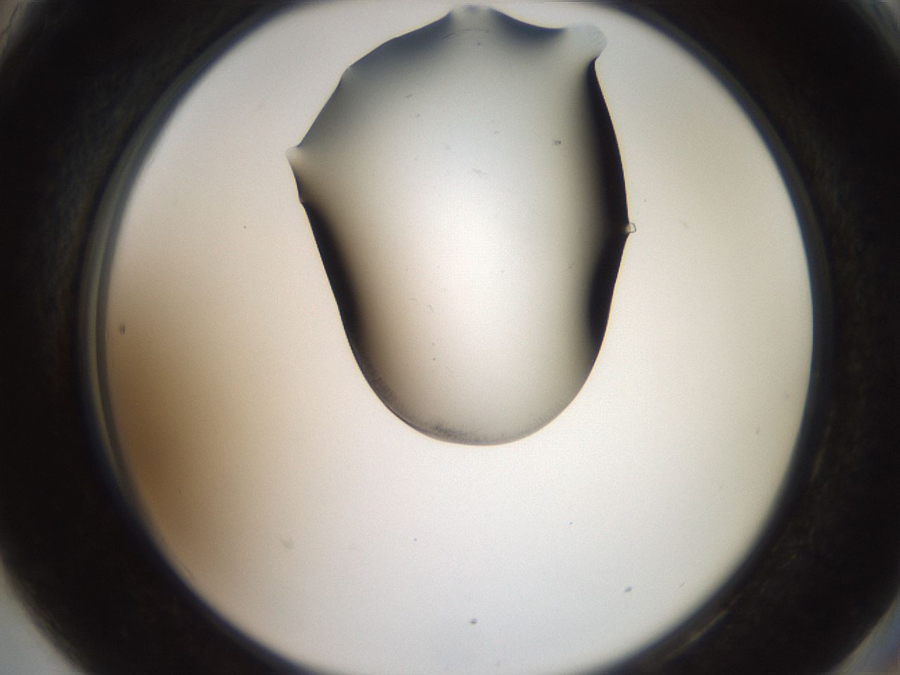 folderID561_plateID2561_batchID12867_wellNum90_profileID1_d2_r195836_ef.jpg