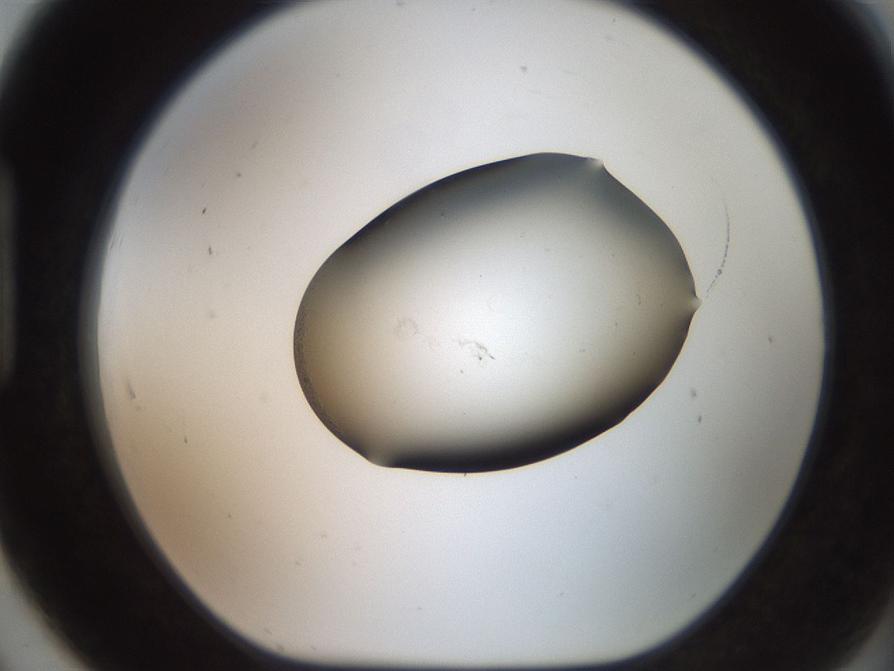folderID561_plateID2561_batchID12867_wellNum91_profileID1_d1_r195837_ef.jpg