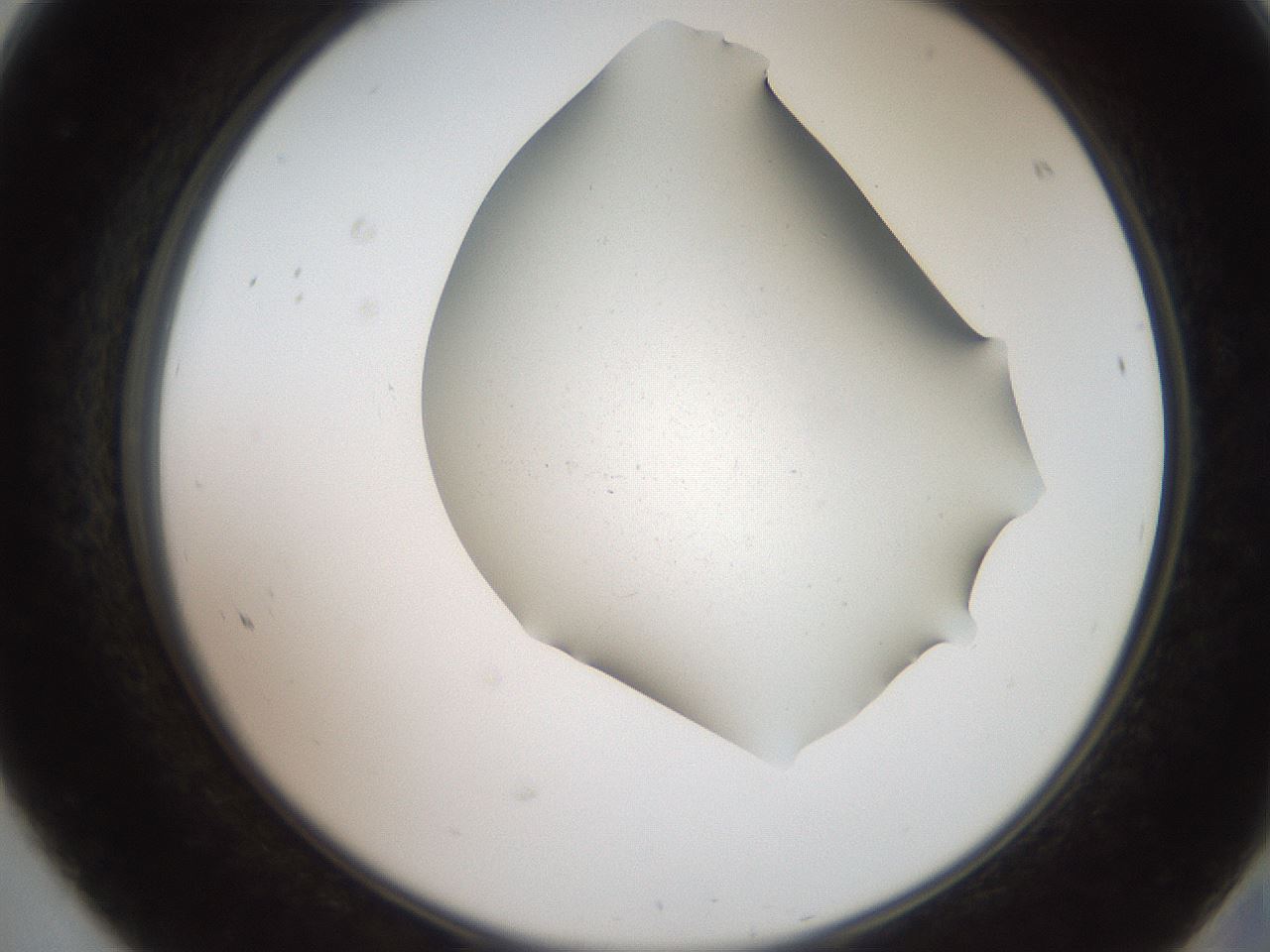 folderID562_plateID2562_batchID12850_wellNum68_profileID1_d2_r195216_ef.jpg