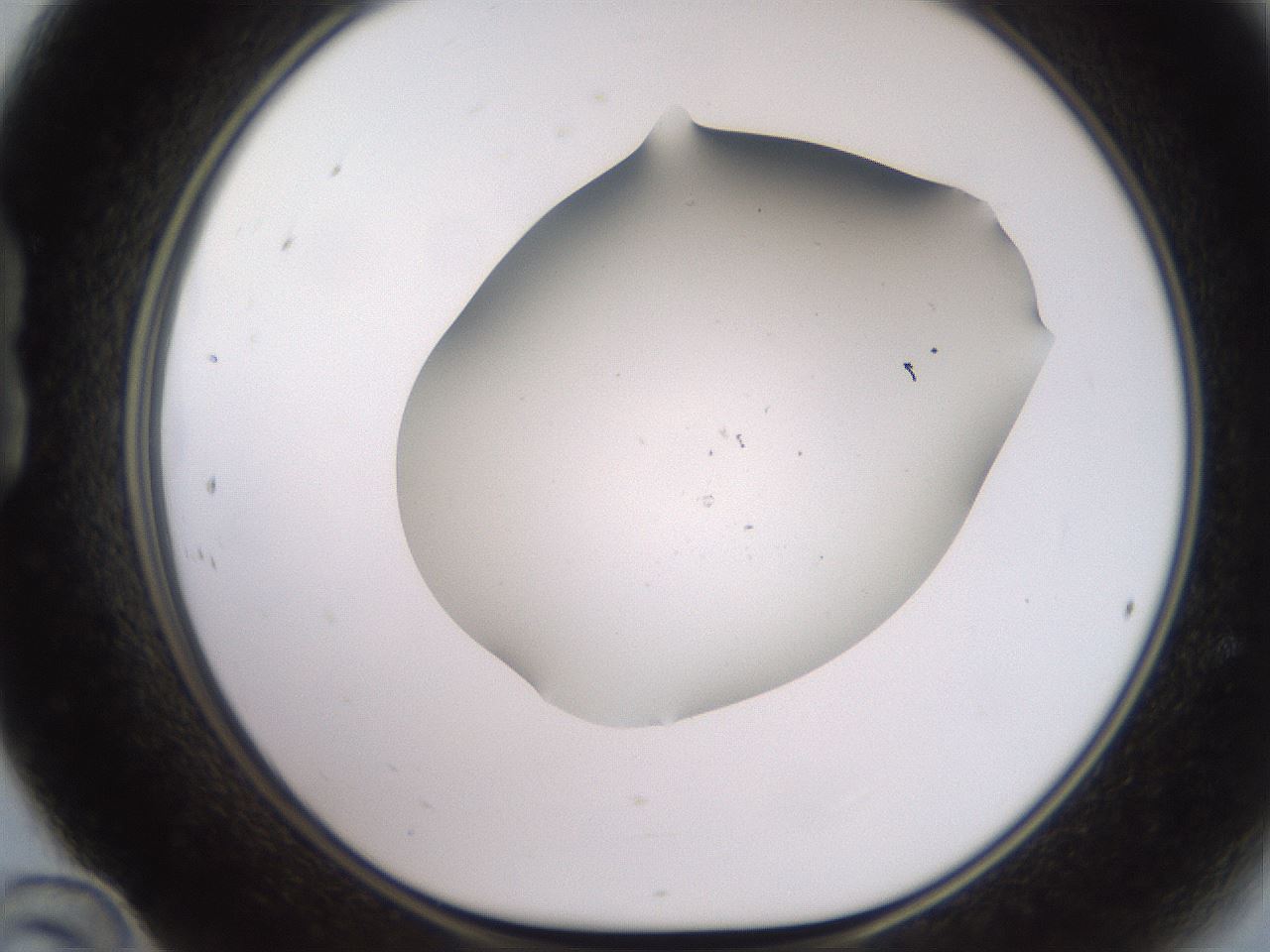 folderID562_plateID2562_batchID13020_wellNum24_profileID1_d1_r195127_ef.jpg
