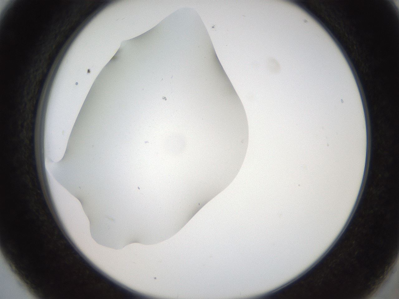 folderID562_plateID2562_batchID13020_wellNum5_profileID1_d2_r195090_ef.jpg