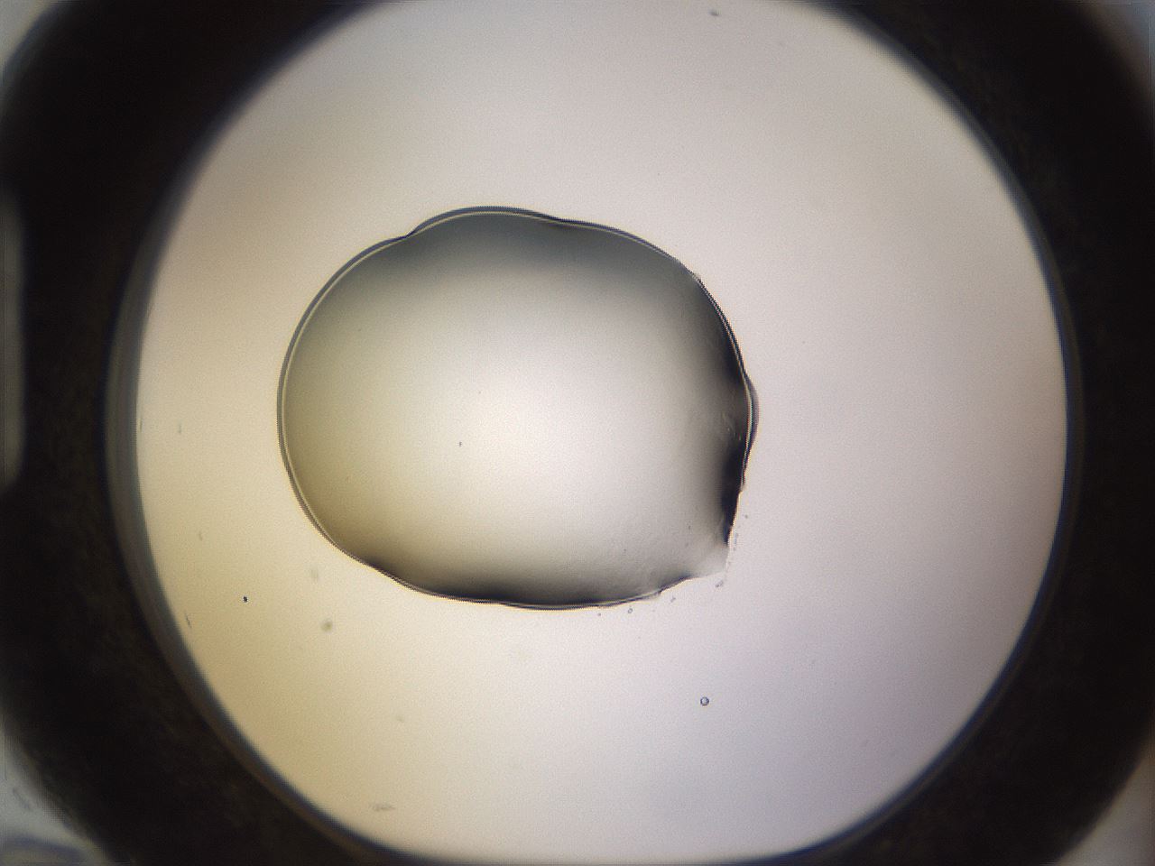 folderID564_plateID1564_batchID6311_wellNum94_profileID1_d1_r102030_ef.jpg