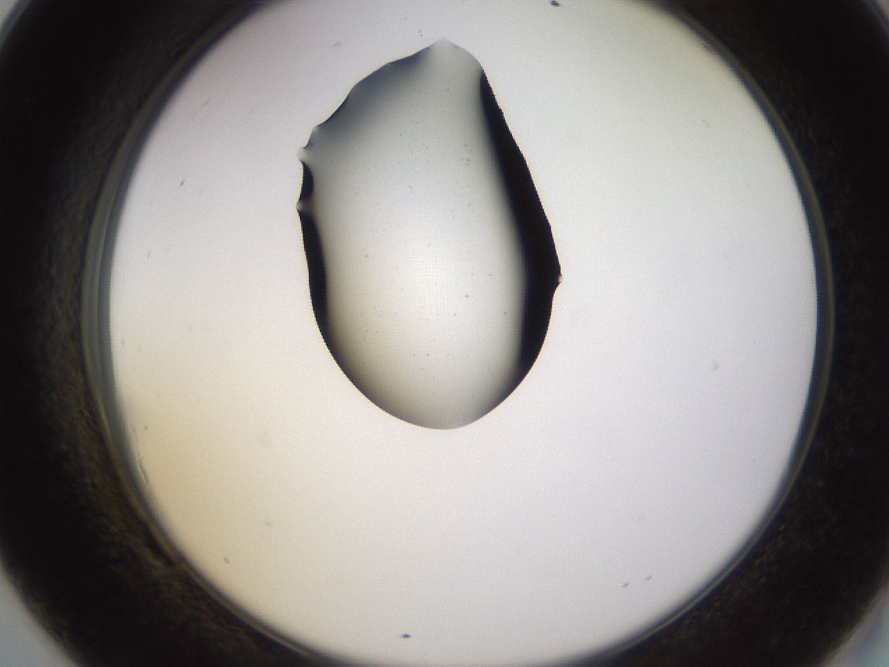 folderID564_plateID1564_batchID6311_wellNum69_profileID1_d2_r101981_ef.jpg