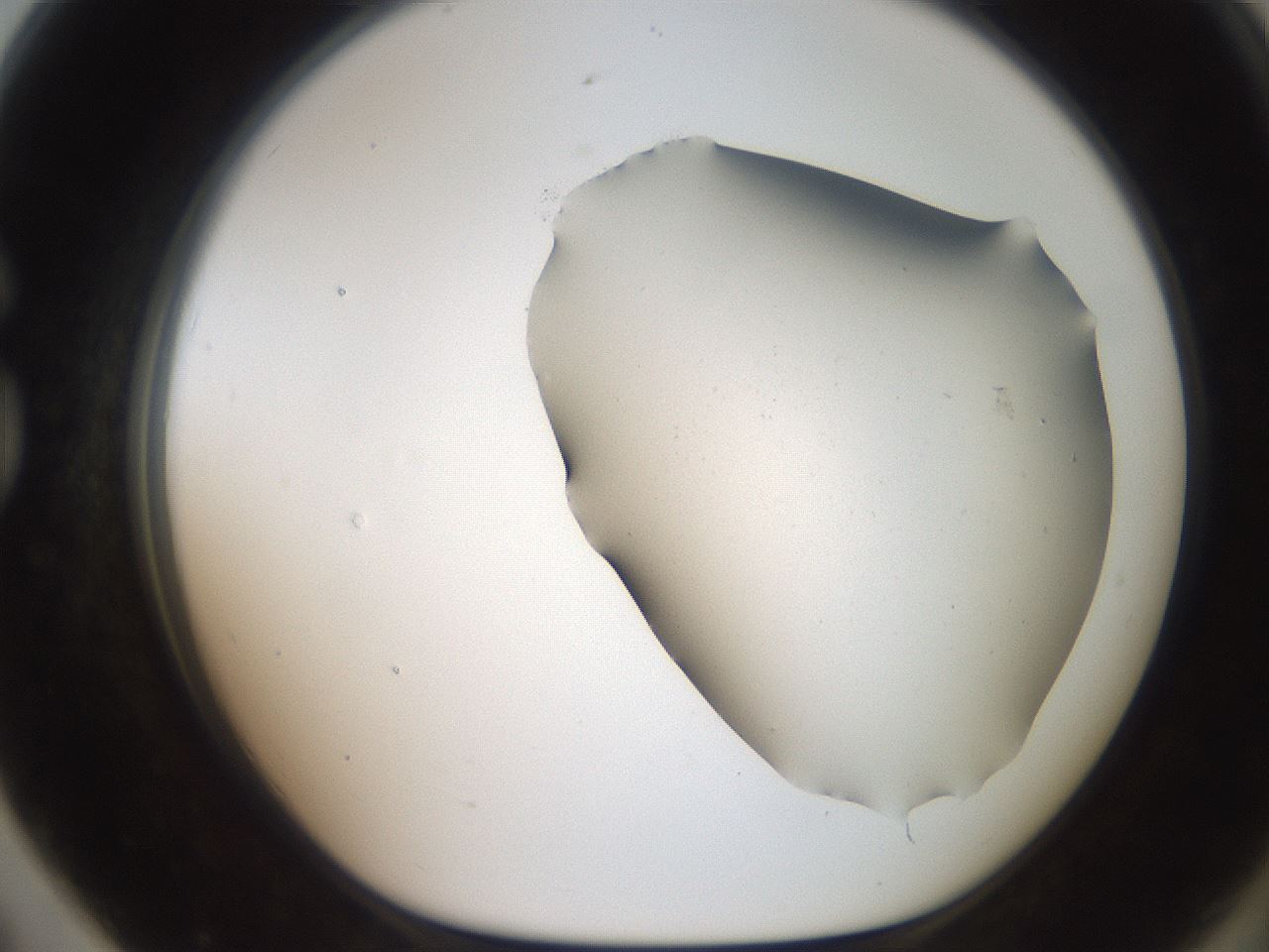 folderID564_plateID2564_batchID12853_wellNum79_profileID1_d1_r195447_ef.jpg