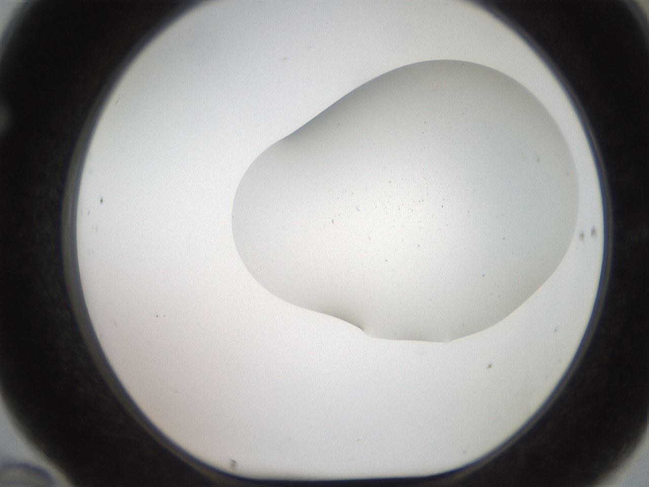 folderID564_plateID2564_batchID12853_wellNum70_profileID1_d1_r195438_ef.jpg