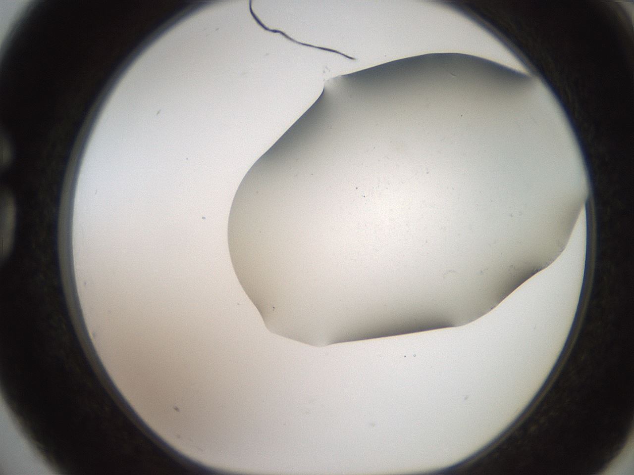 folderID564_plateID2564_batchID12853_wellNum75_profileID1_d1_r195443_ef.jpg